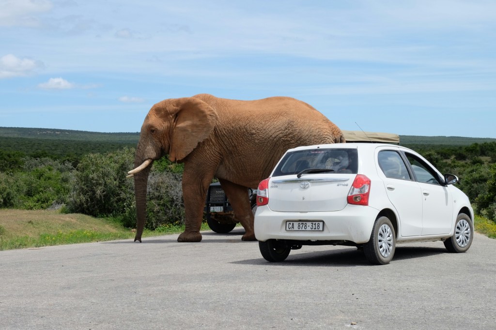 Einem Elefanten im Weg&nbsp;stehen…
