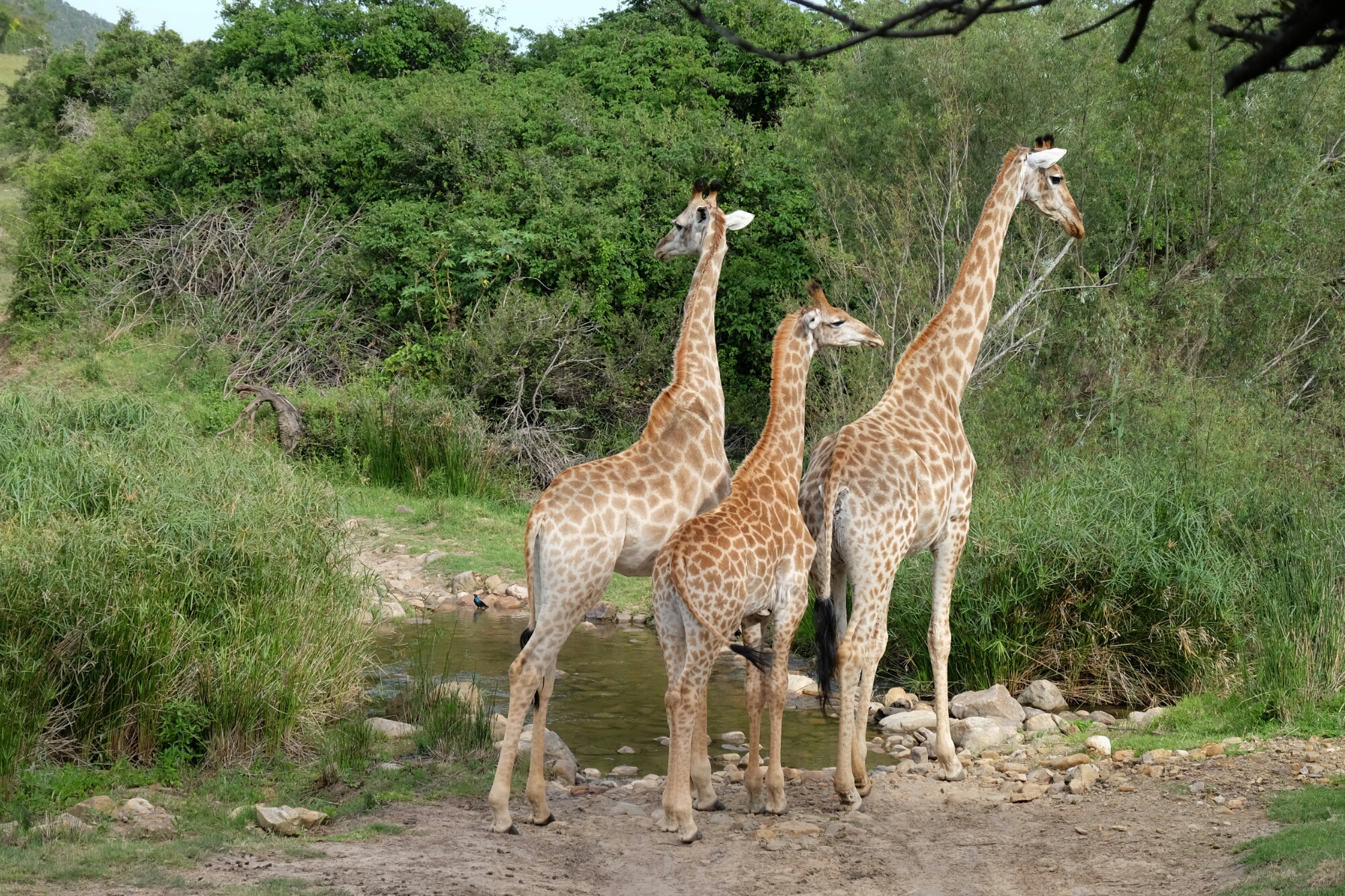 Giraffen in der Kariega Private Game Reserve