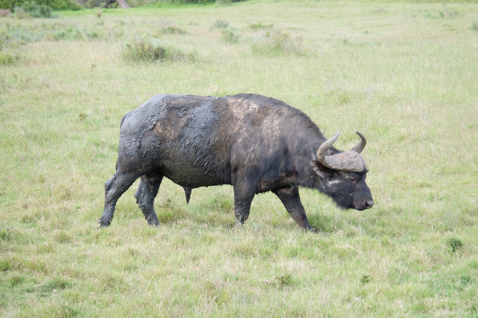 Büffel in der Kariega Private Game Reserve