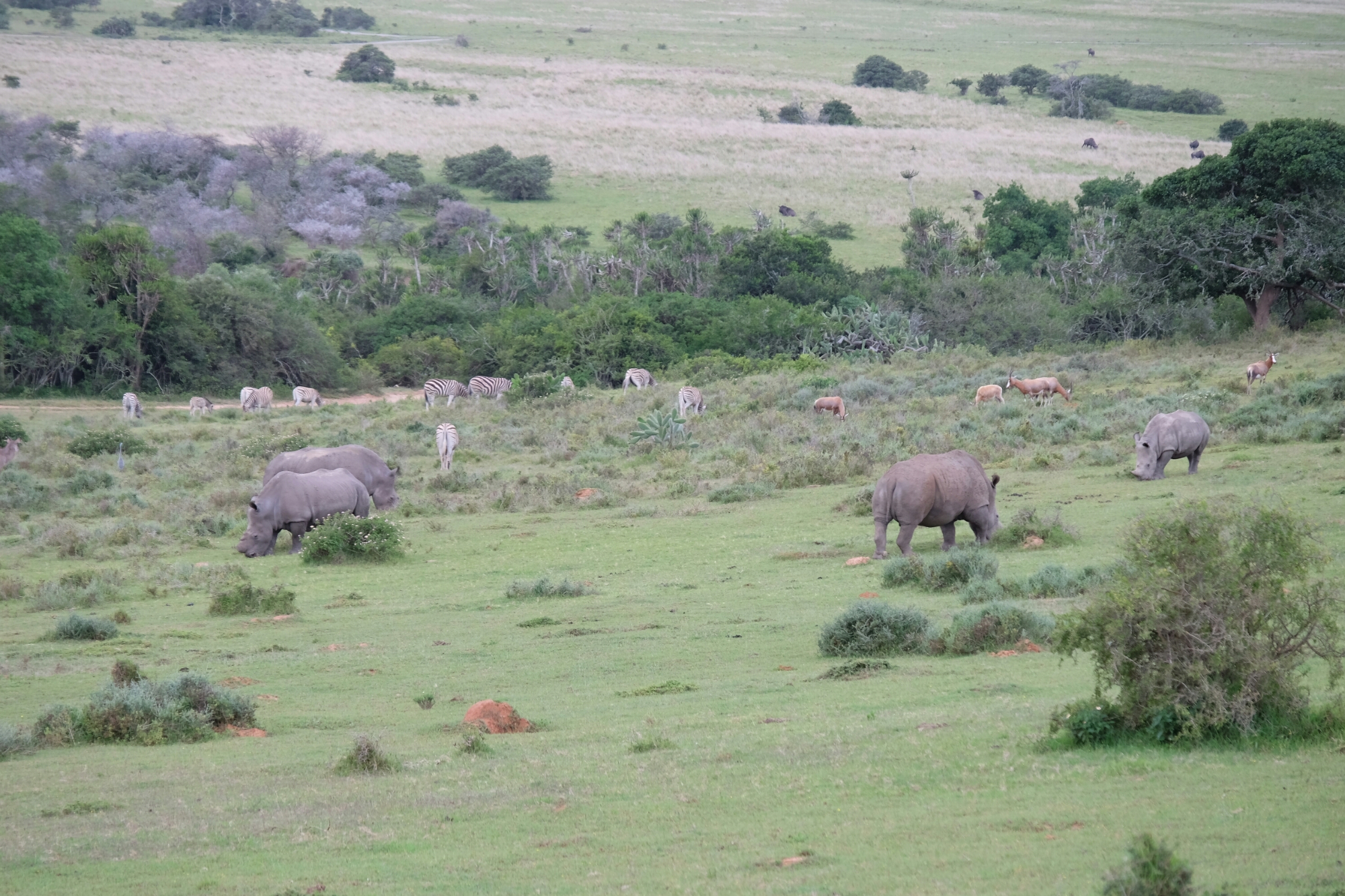 Breitmaulnashörner in der Kariega Private Game Reserve