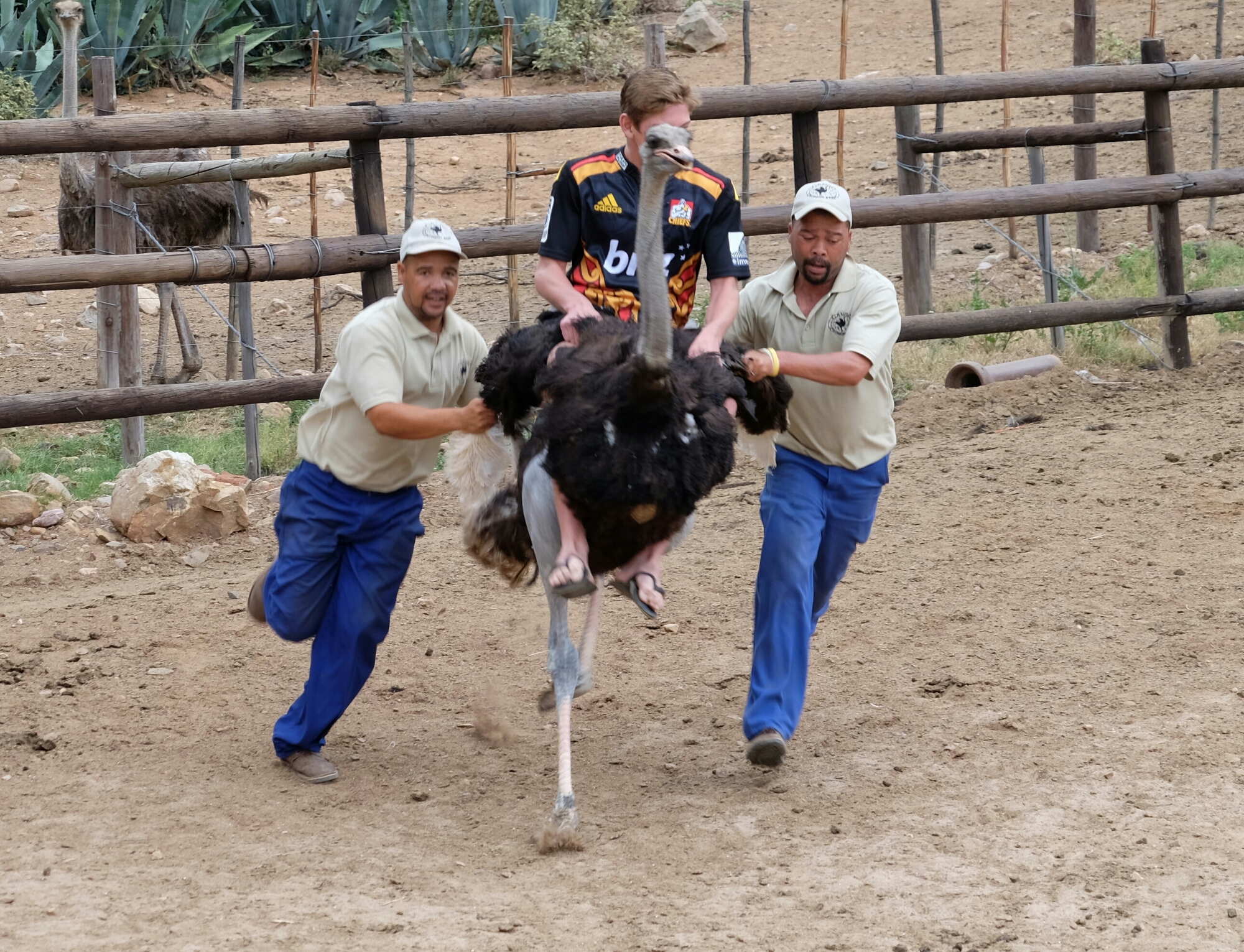 Straussenreiten für die Touristen Straussenreiten für die Touristen