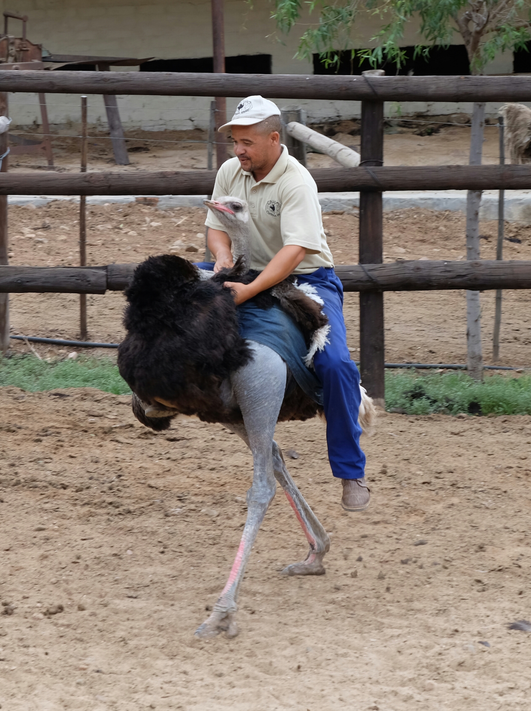 Straussenreiten Straussenreiten