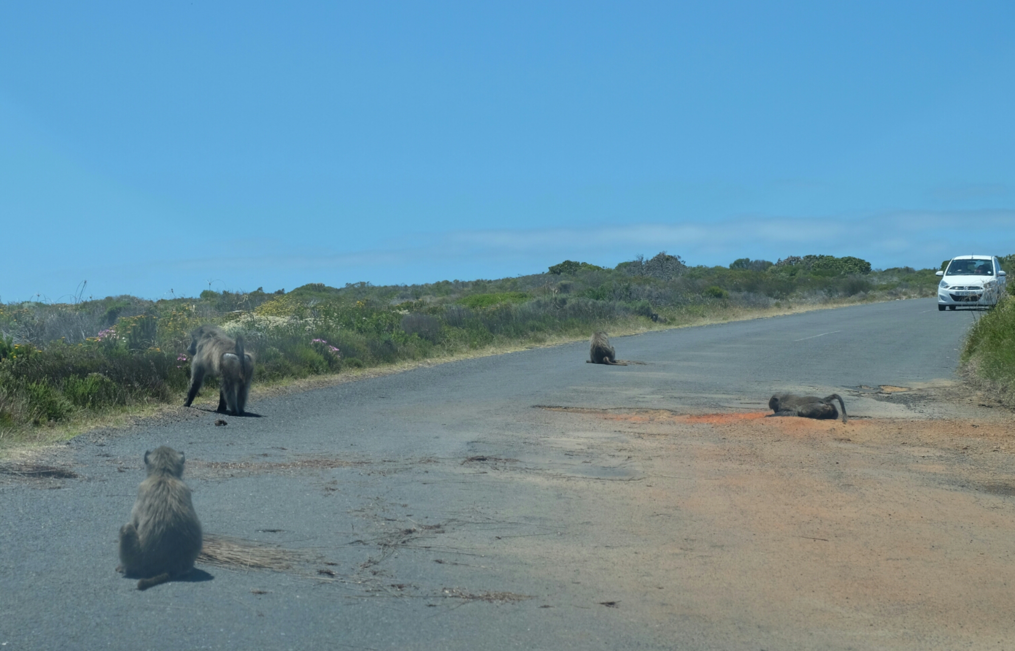 Paviane beim Kap der Guten Hoffnung Paviane beim Kap der Guten Hoffnung