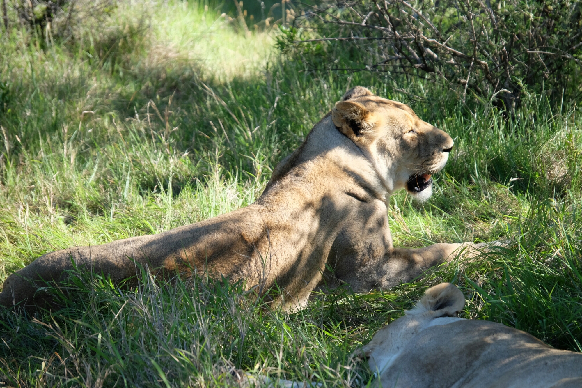 Löwe in der Kariega Private Game Reserve