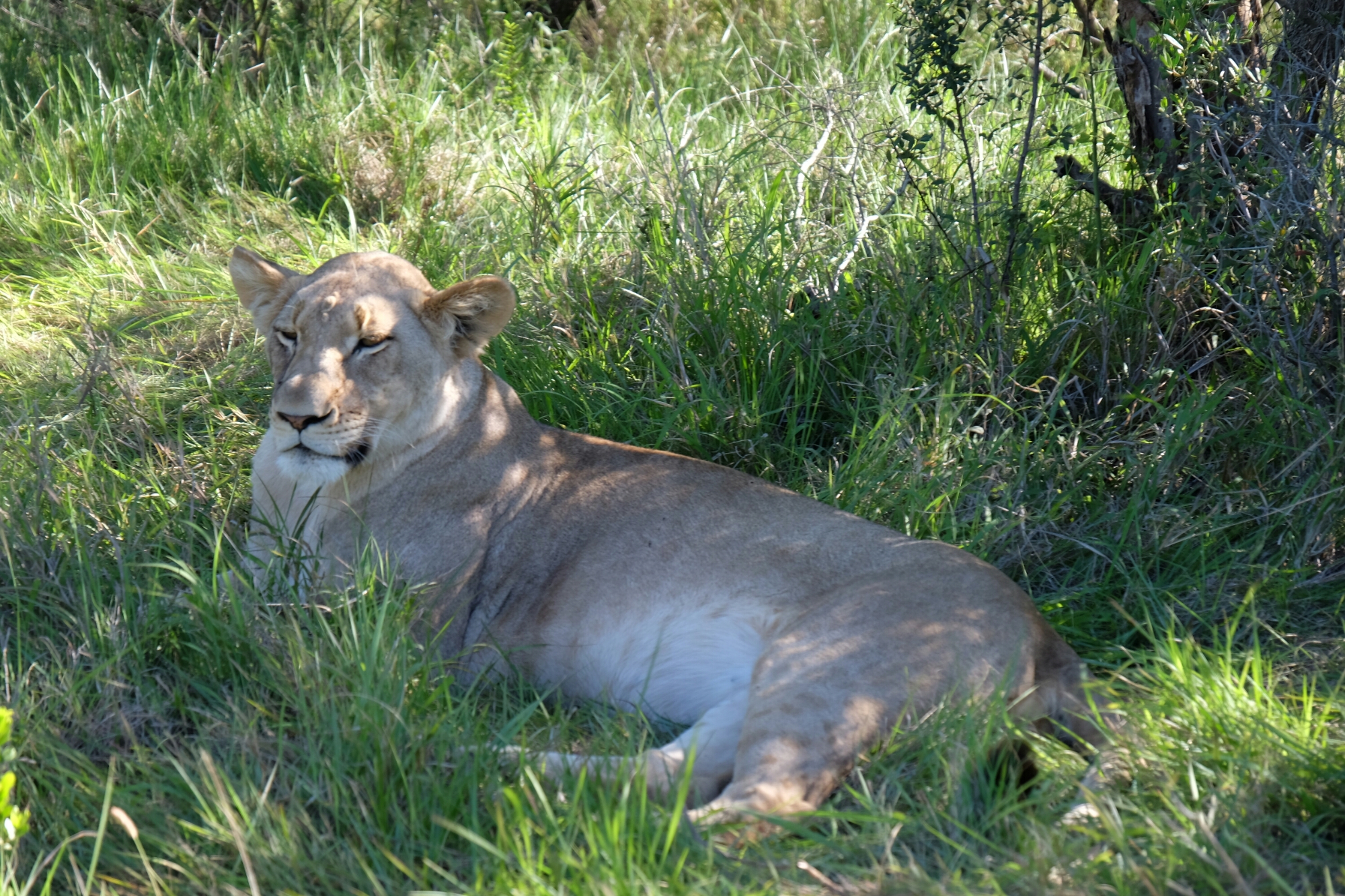 Löwe in der Kariega Private Game Reserve