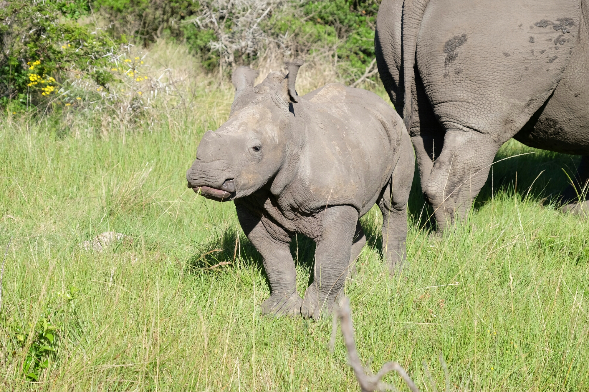 Breitmaulnashornbaby in der Kariega Private Game Reserve Breitmaulnashornbaby in der Kariega Private Game Reserve