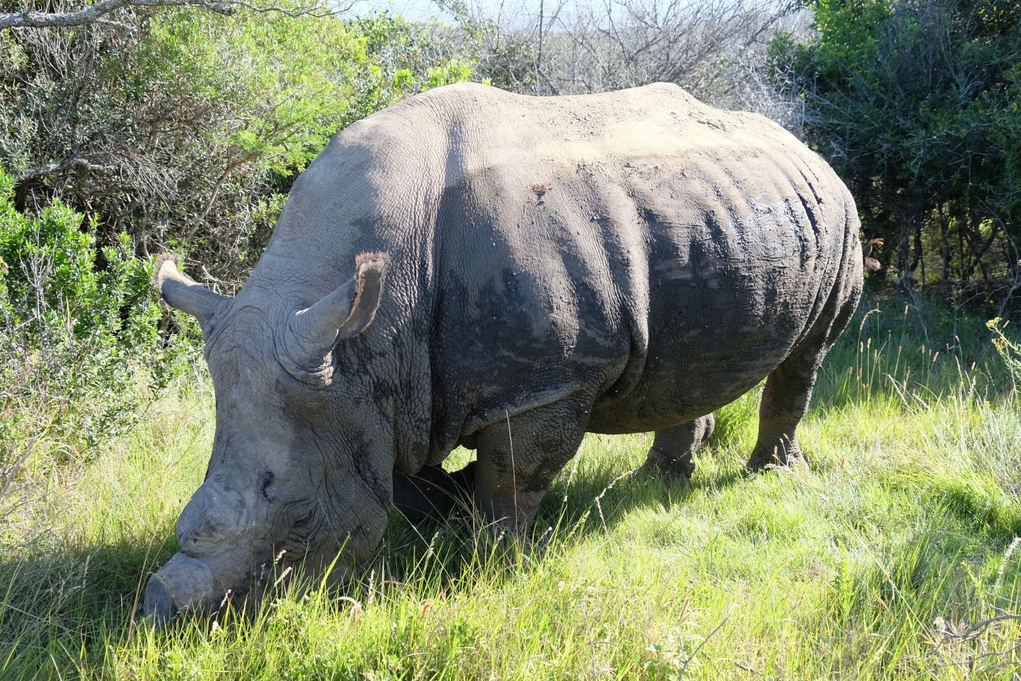 Breitmaulnashorn in der Kariega Private Game Reserve Breitmaulnashorn in der Kariega Private Game Reserve