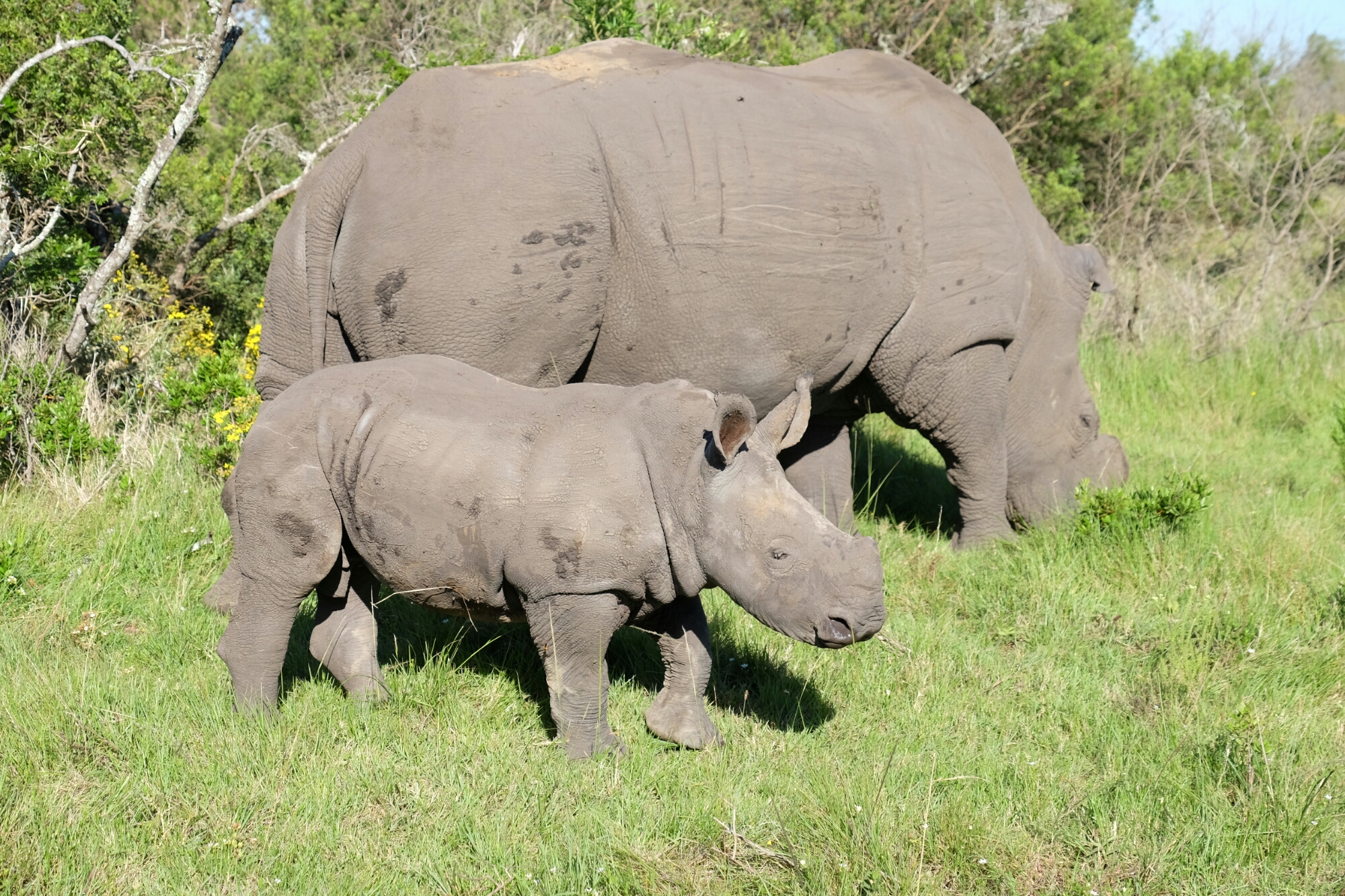 Breitmaulnashörner in der Kariega Private Game Reserve Breitmaulnashörner in der Kariega Private Game Reserve