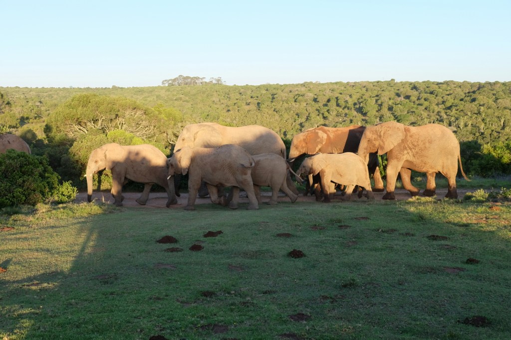 Mitten in der&nbsp;Elefantenherde