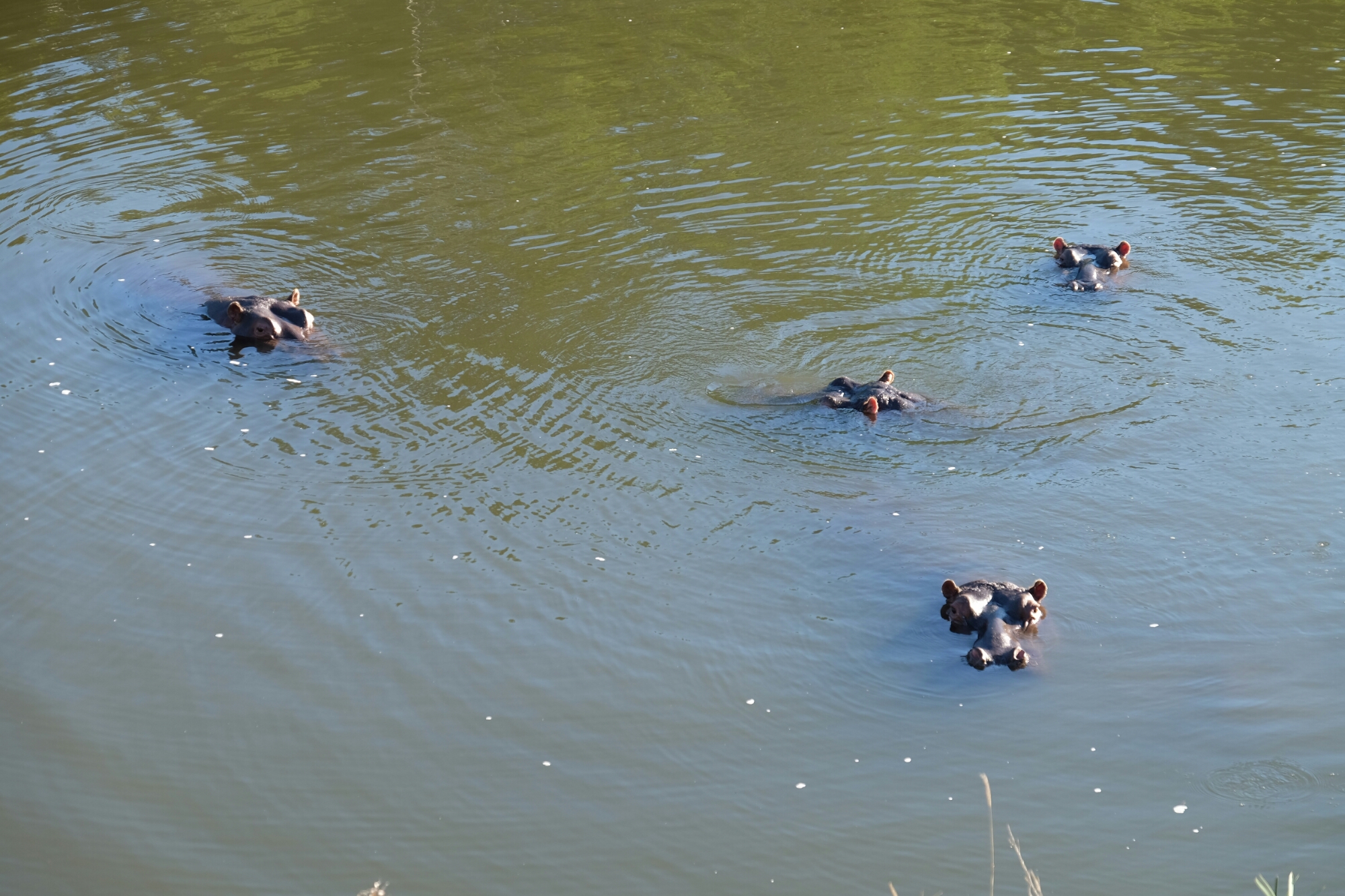 Hippos (Flusspferde) im Kariega River Hippos (Flusspferde) im Kariega River