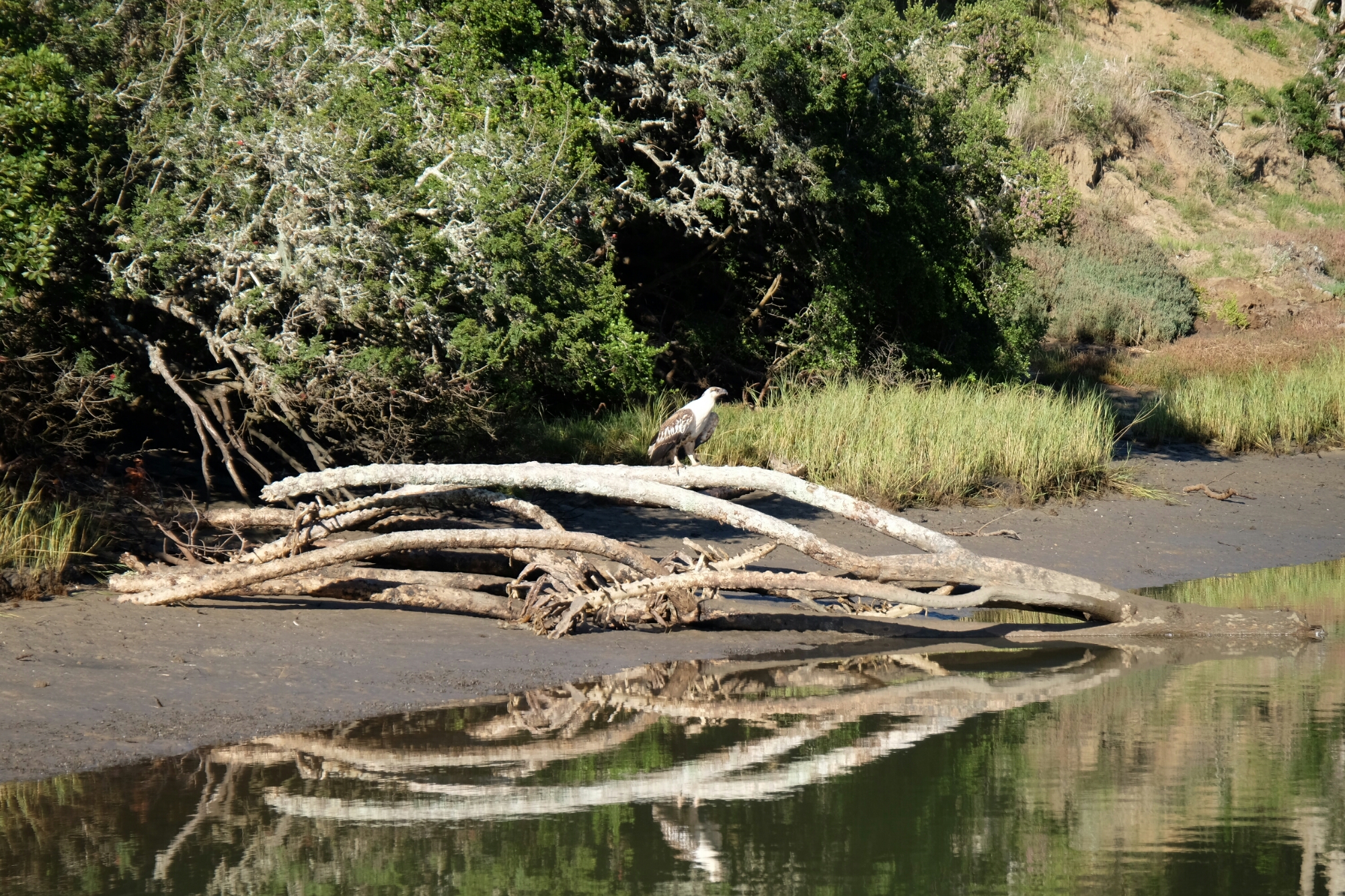 Raubvogel am Kariega River Raubvogel am Kariega River