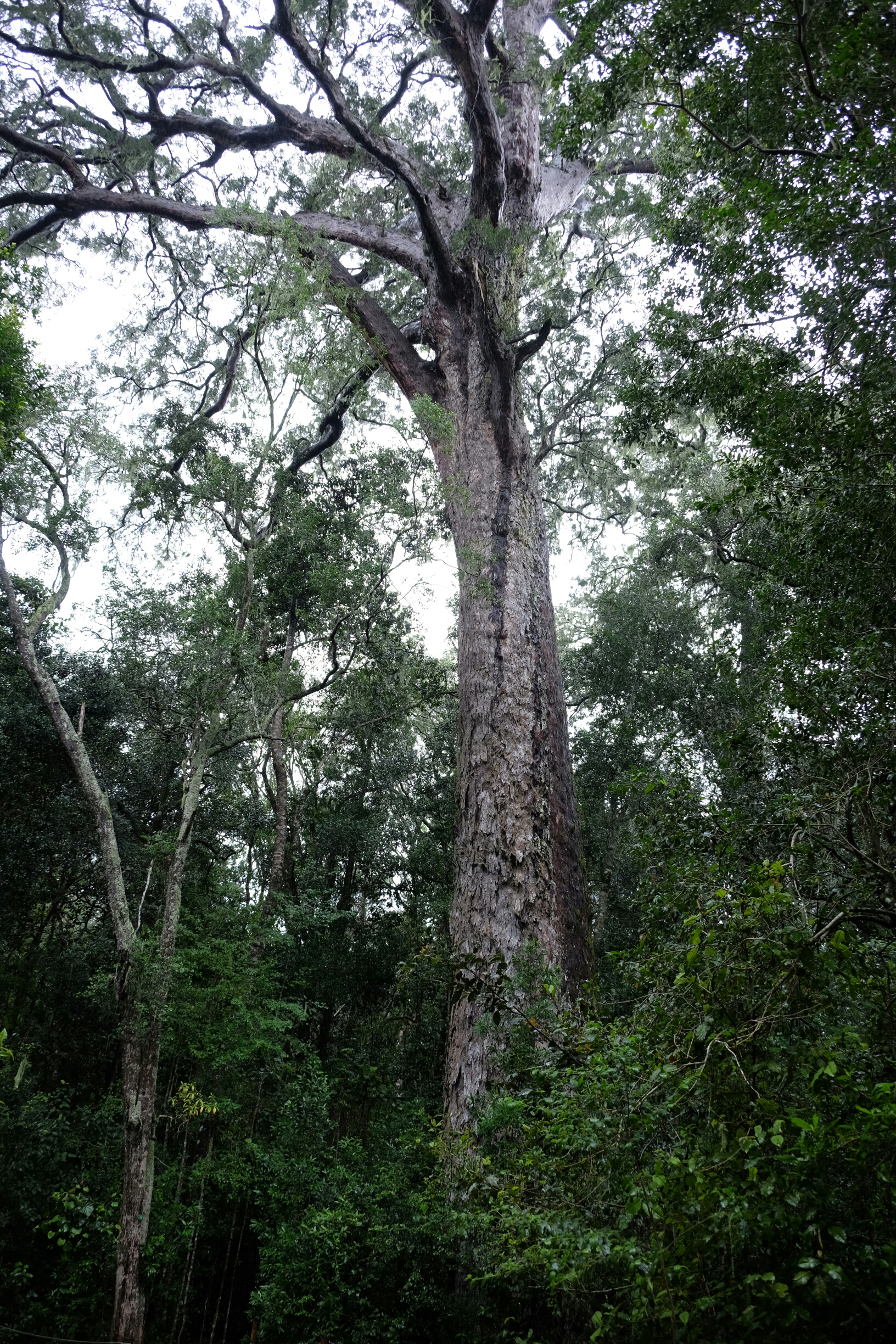 Outeniqua Yellowwood (Nationalbaum Südafrikas) Outeniqua Yellowwood (Nationalbaum Südafrikas)