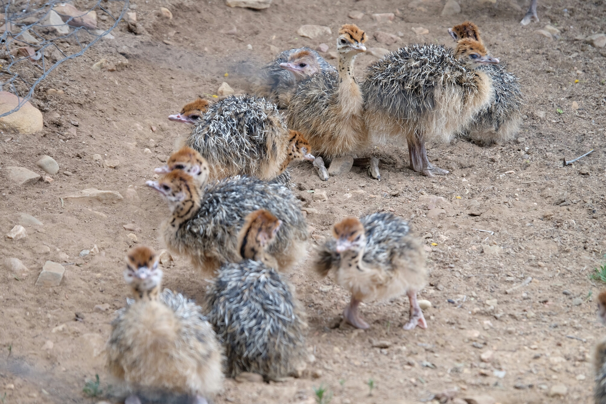 Straussenküken Straussenküken