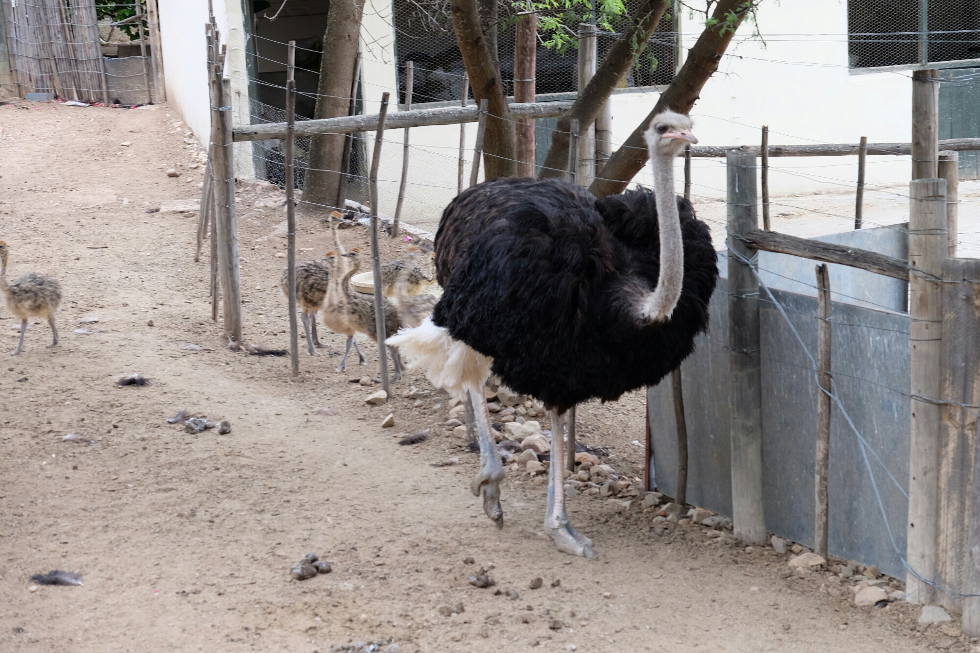 Strauss mit Kücken Strauss mit Küken