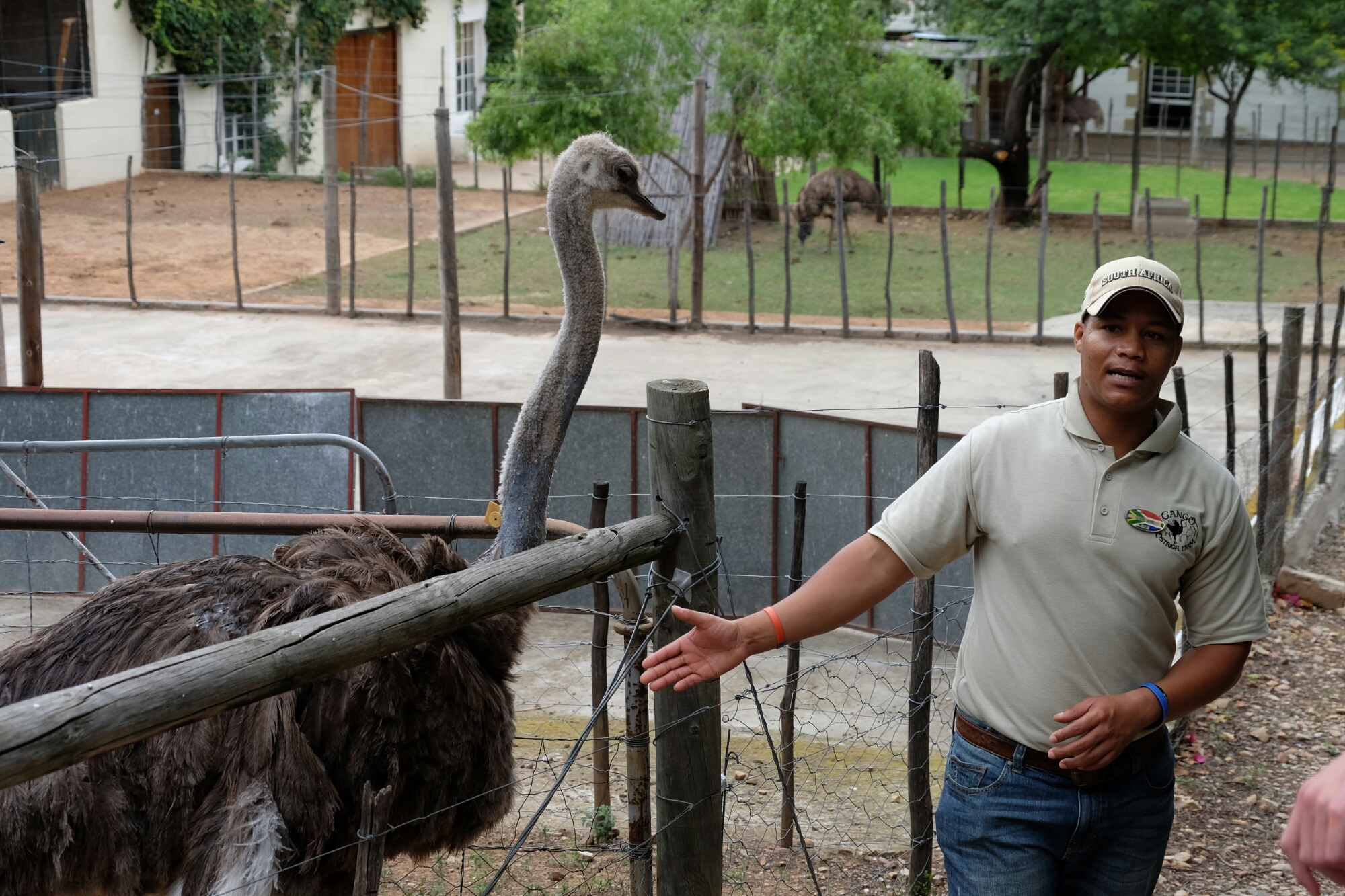 Auf der Straussenfarm Auf der Straussenfarm
