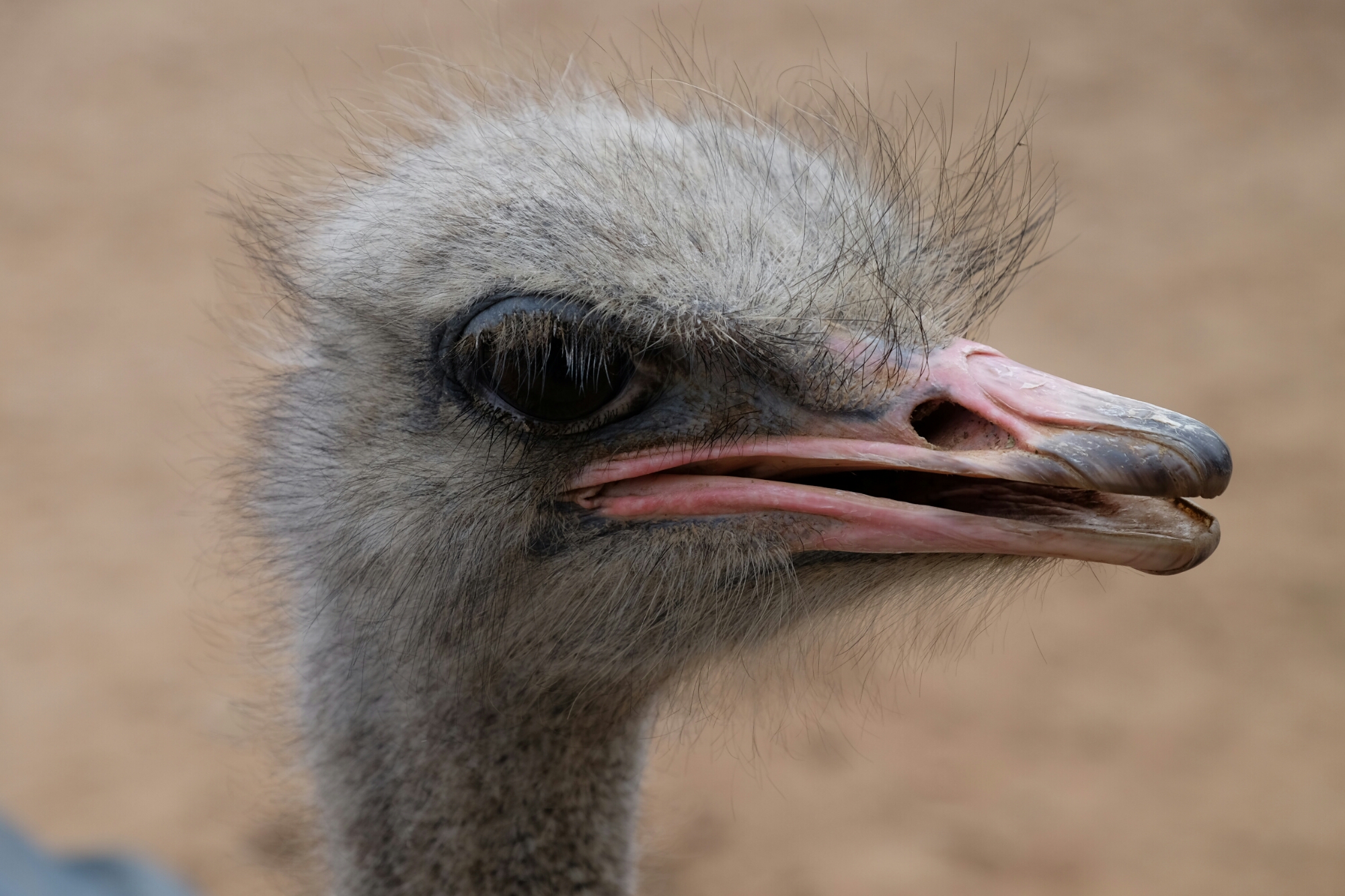 Kopf eines Straussen Kopf eines Straussen