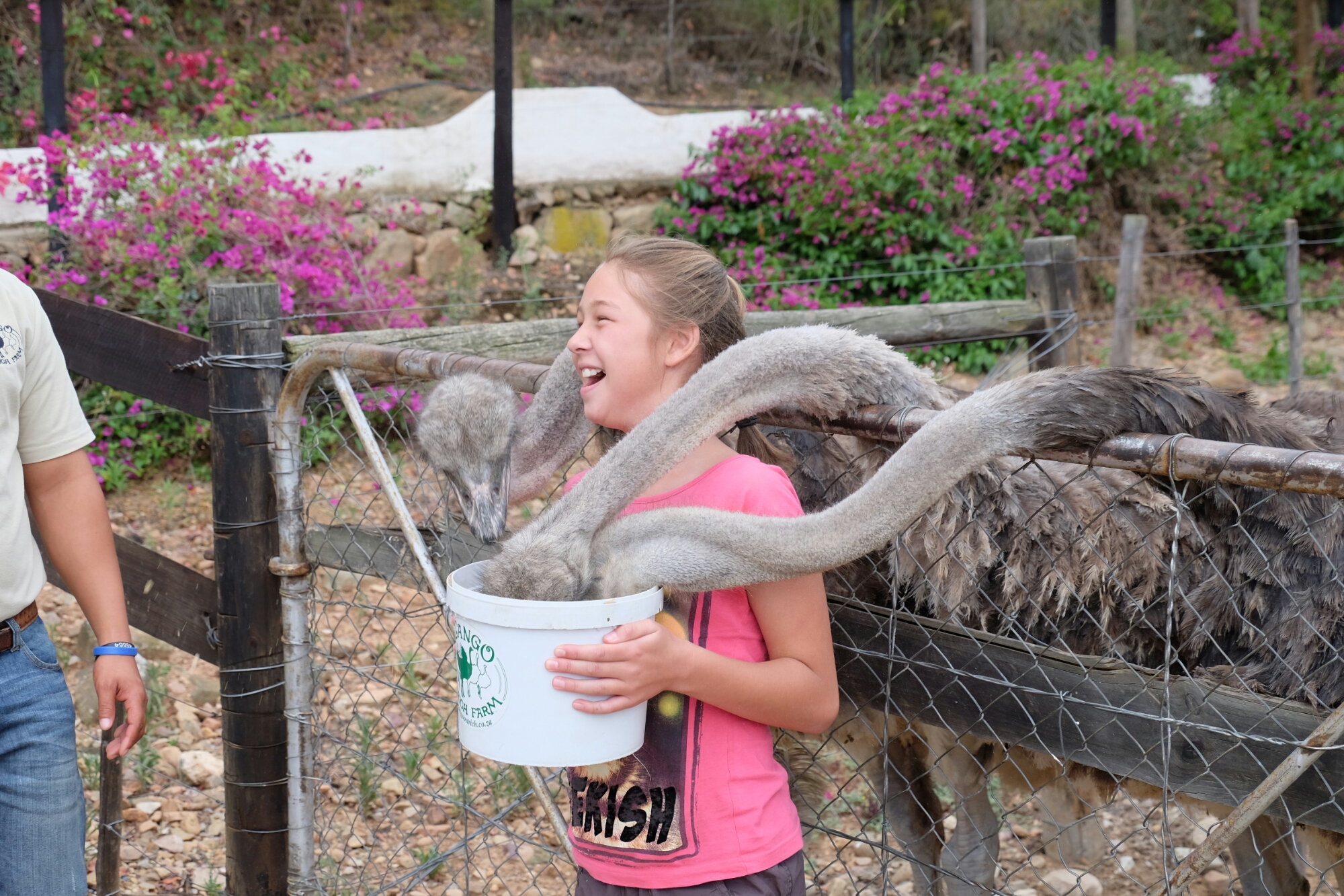Halsmassage auf der Straussenfarm Halsmassage auf der Straussenfarm