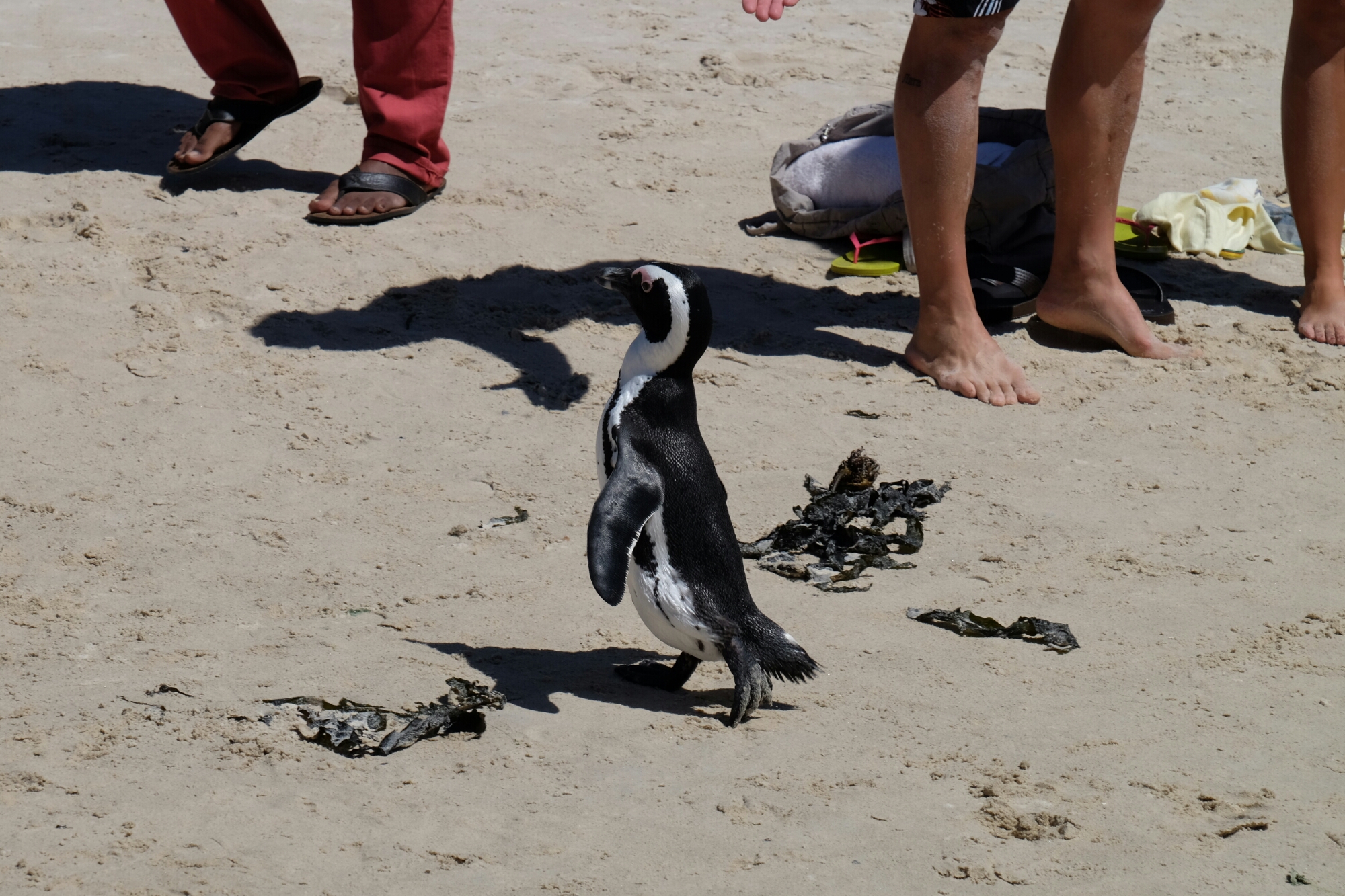 Brillenpinguin bei Boulders Beach Brillenpinguin bei Boulders Beach