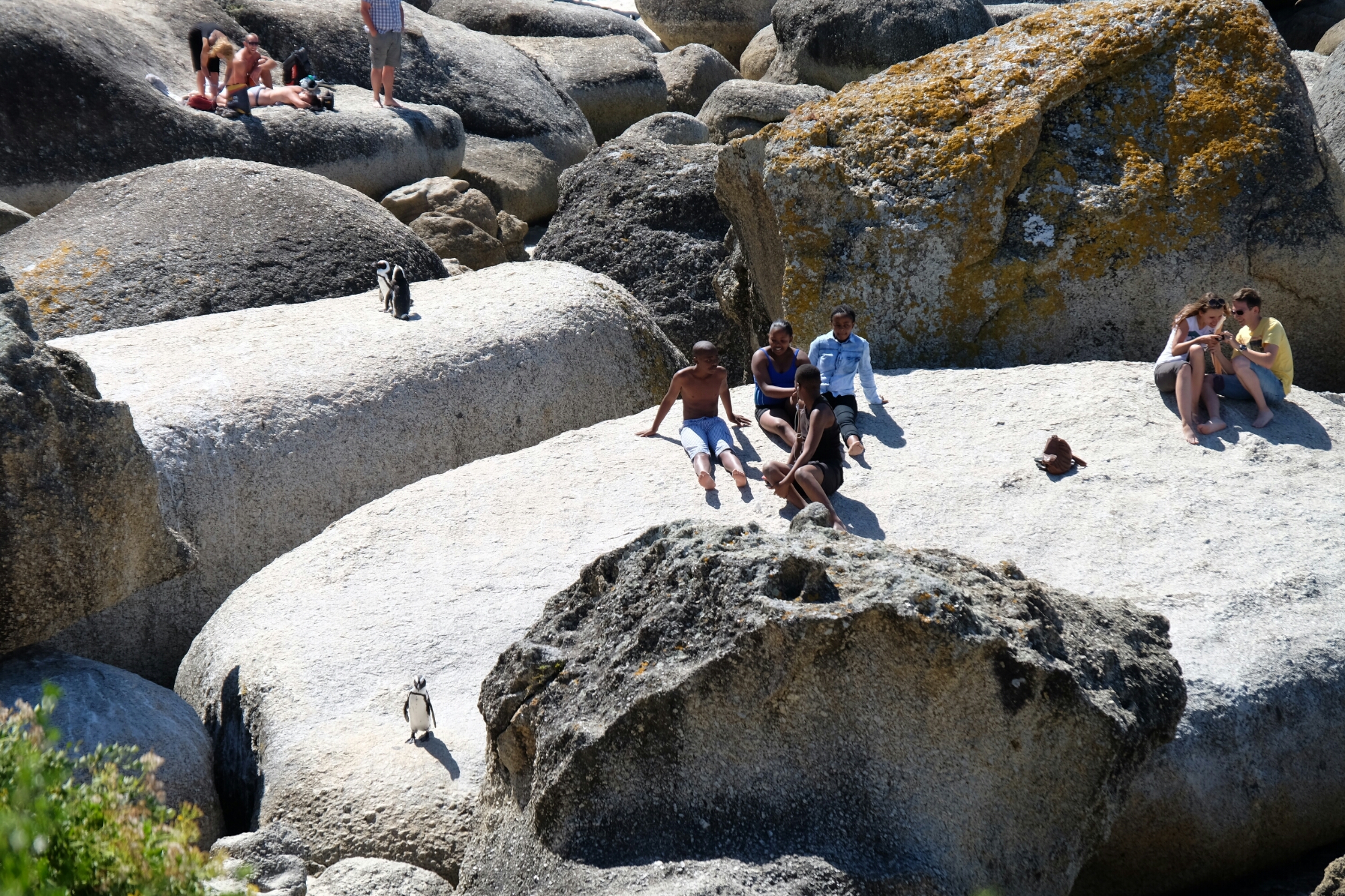 Menschen und Brillenpinguine bei Boulders Beach Menschen und Brillenpinguine bei Boulders Beach