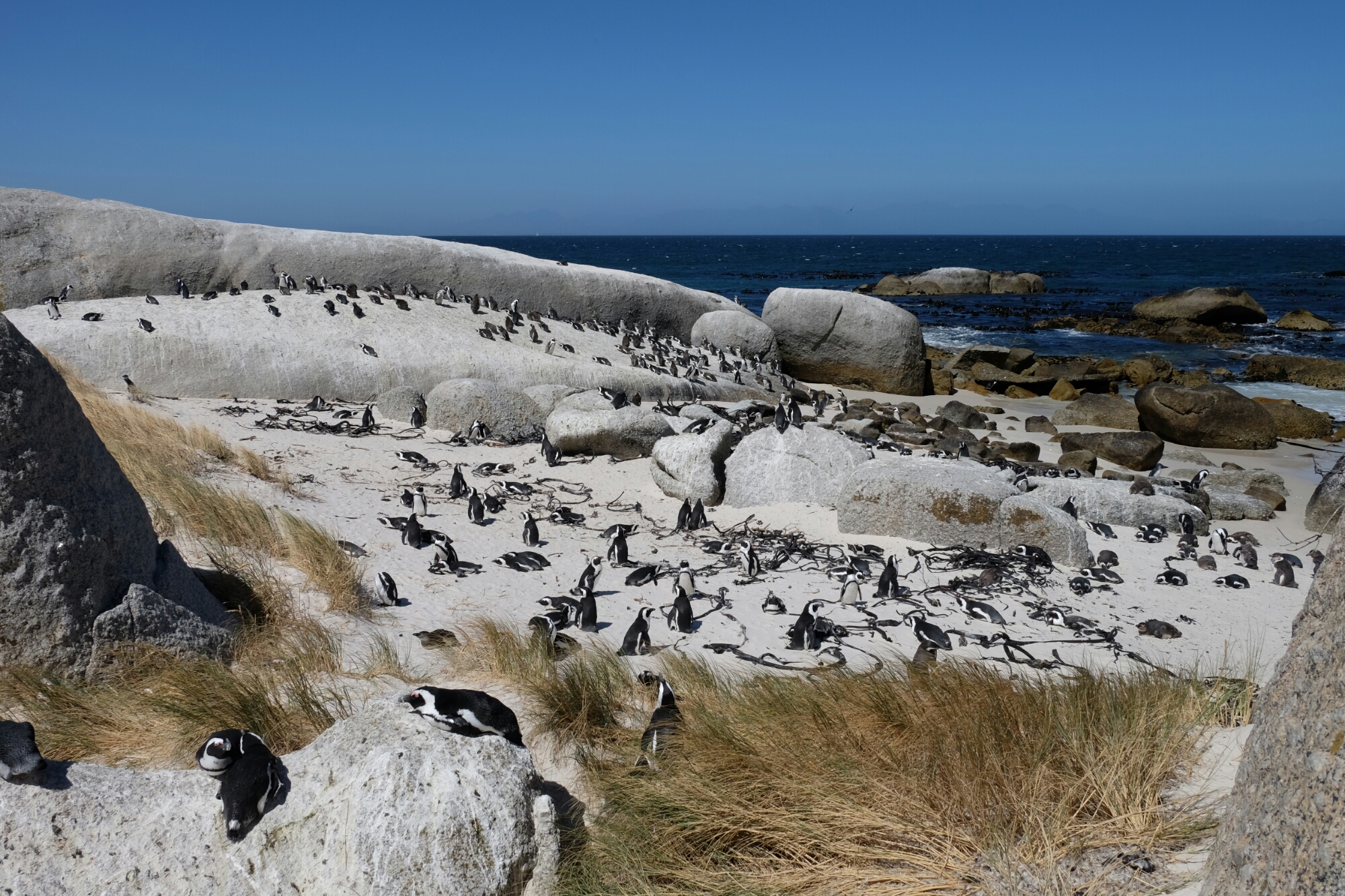 Brillenpinguine bei Boulders Beach Brillenpinguine bei Boulders Beach