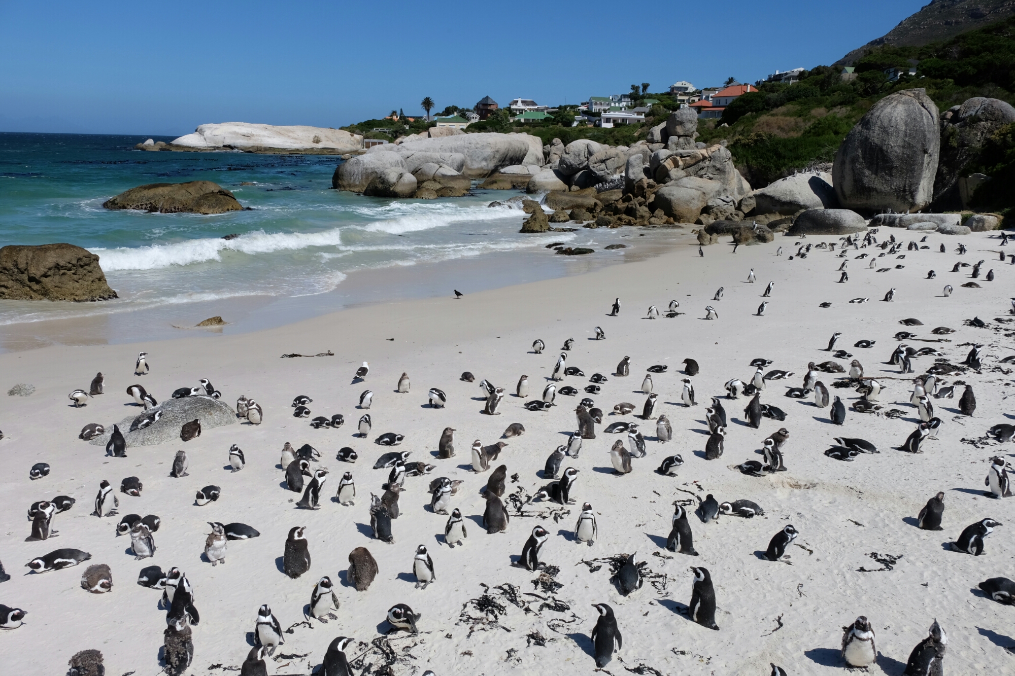Brillenpinguine bei Boulders Beach Brillenpinguine bei Boulders Beach