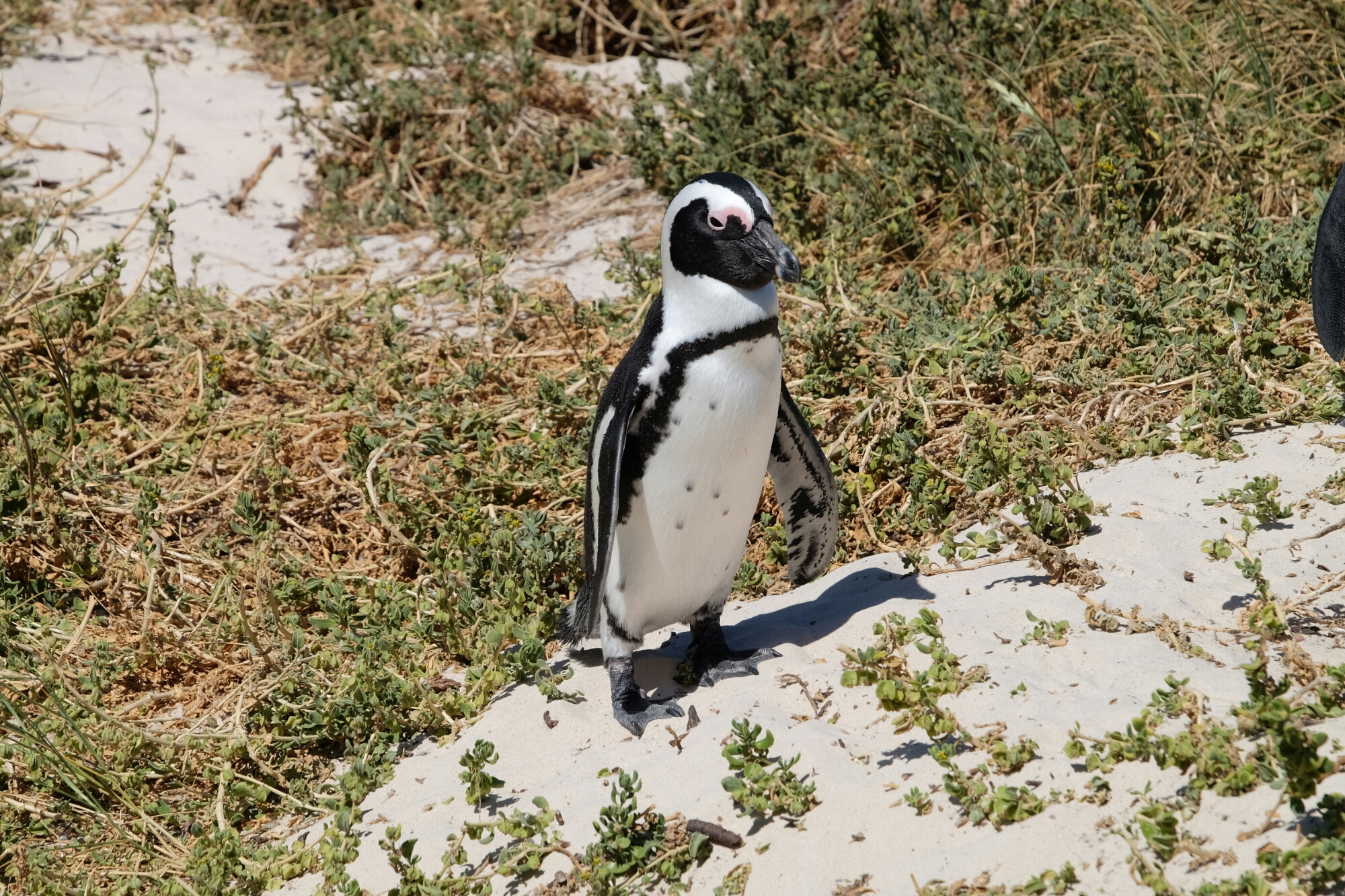 Brillenpinguin bei Boulders Beach Brillenpinguin bei Boulders Beach