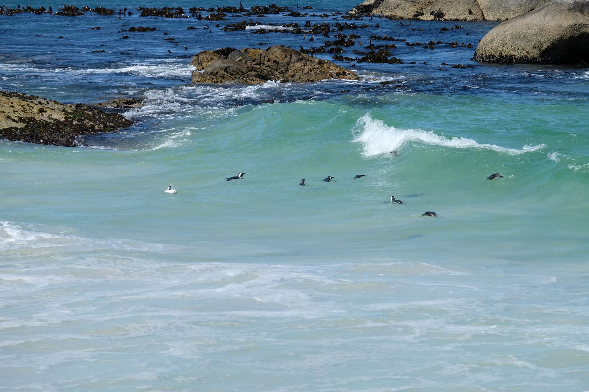 Brillenpinguine bei Boulders Beach Brillenpinguine bei Boulders Beach