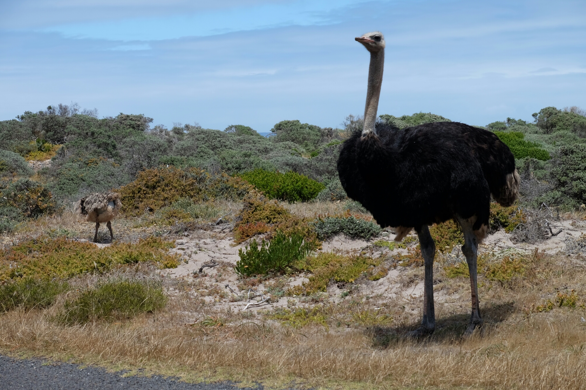 Strausse beim Kap der Guten Hoffnung Strausse beim Kap der Guten Hoffnung