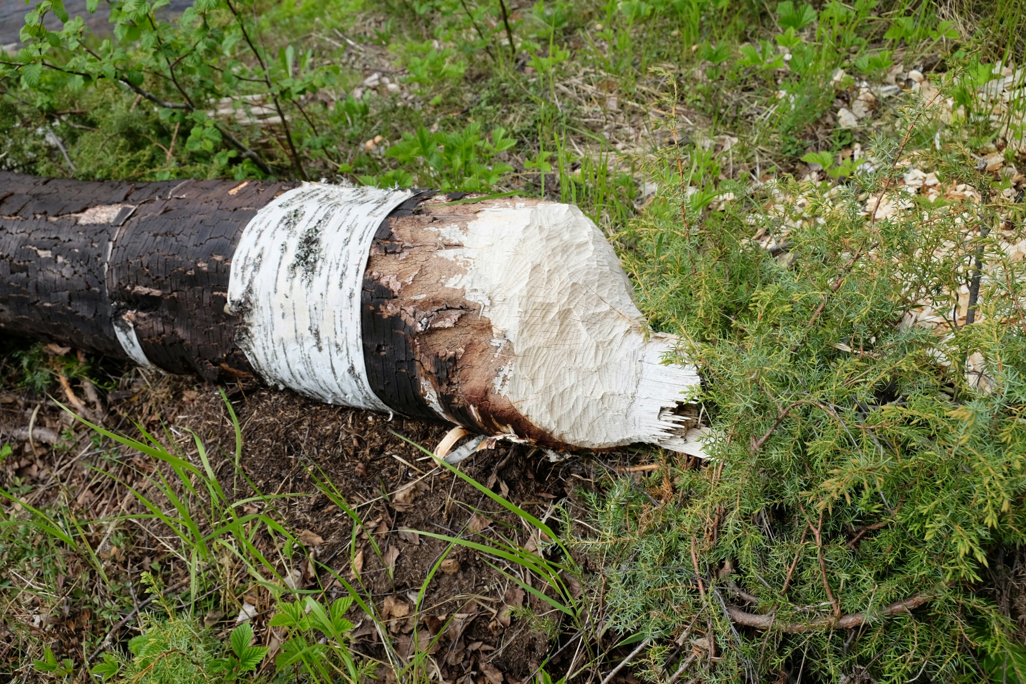Biberspuren am Västerdalälv (Fluss) Biberspuren am Västerdalälv (Fluss)