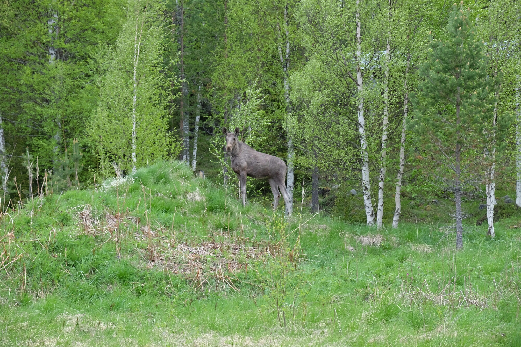 Junger Elch am Västerdalälv (Fluss) Junger Elch am Västerdalälv (Fluss)