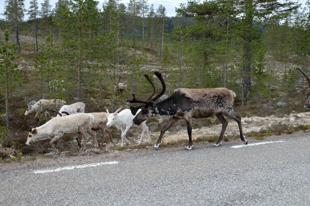 Rentierweideland der Samen