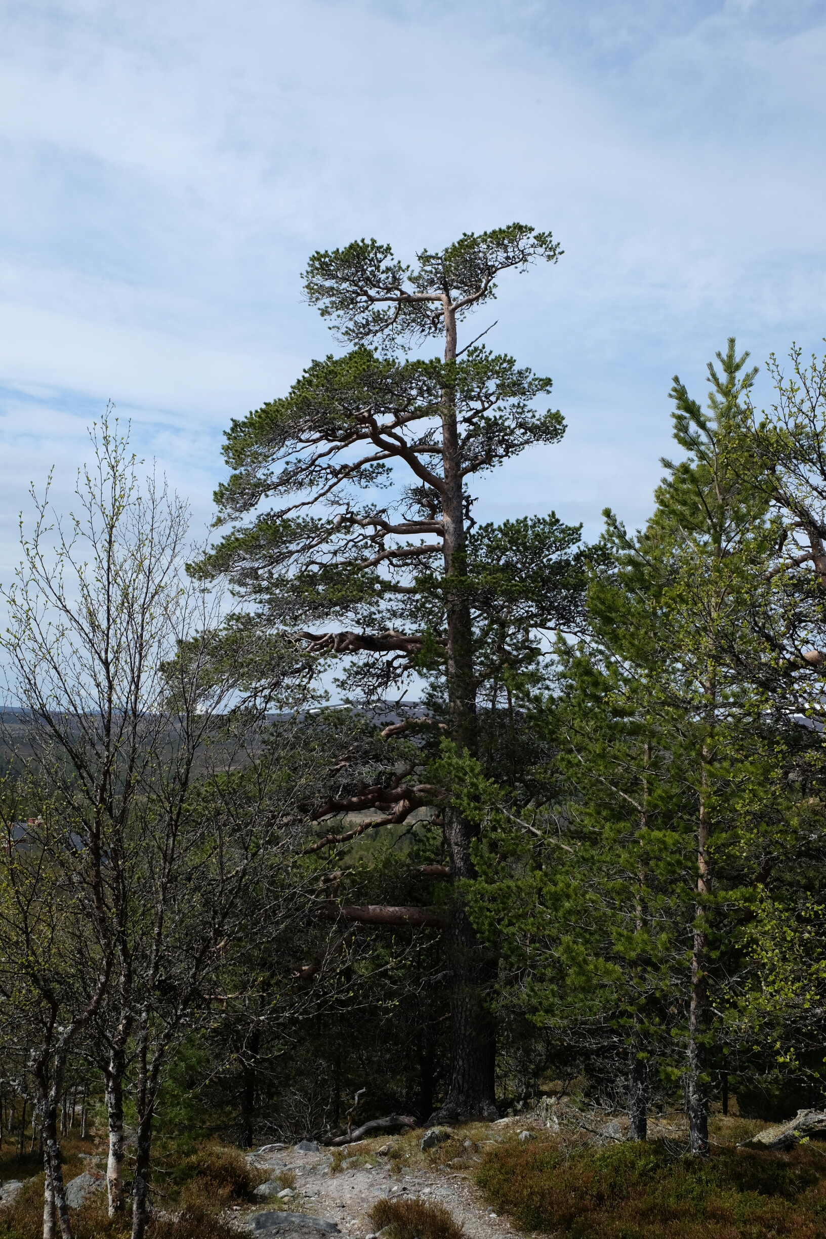 Föhre im Långfjället Föhre im Långfjället