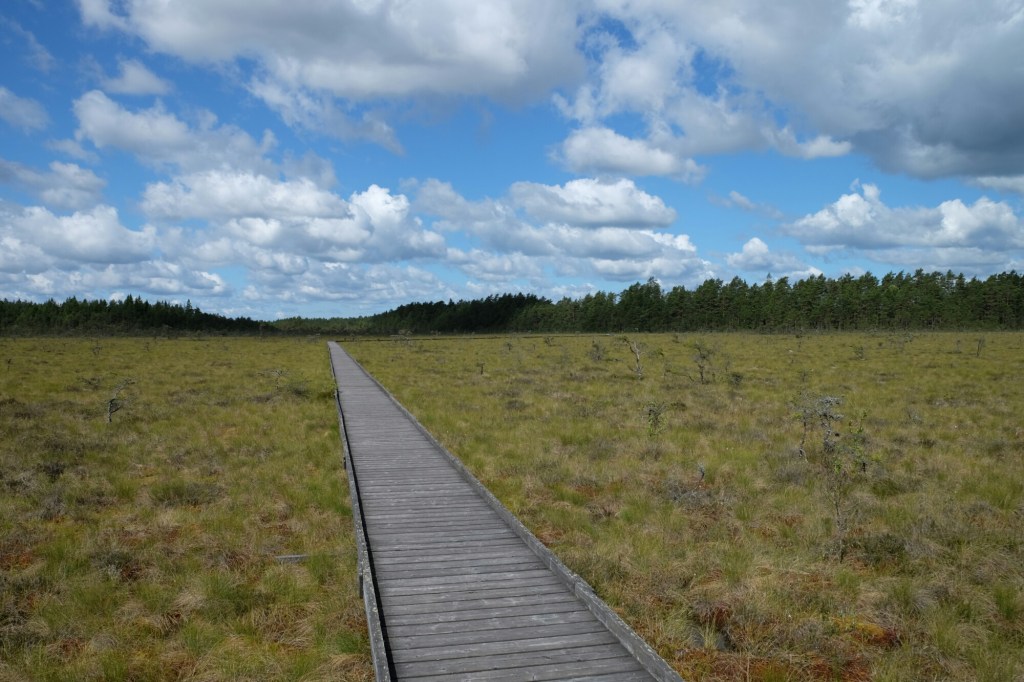 Auf Dünen wandern – in Schwedens grösstem Moor südlich von Lappland