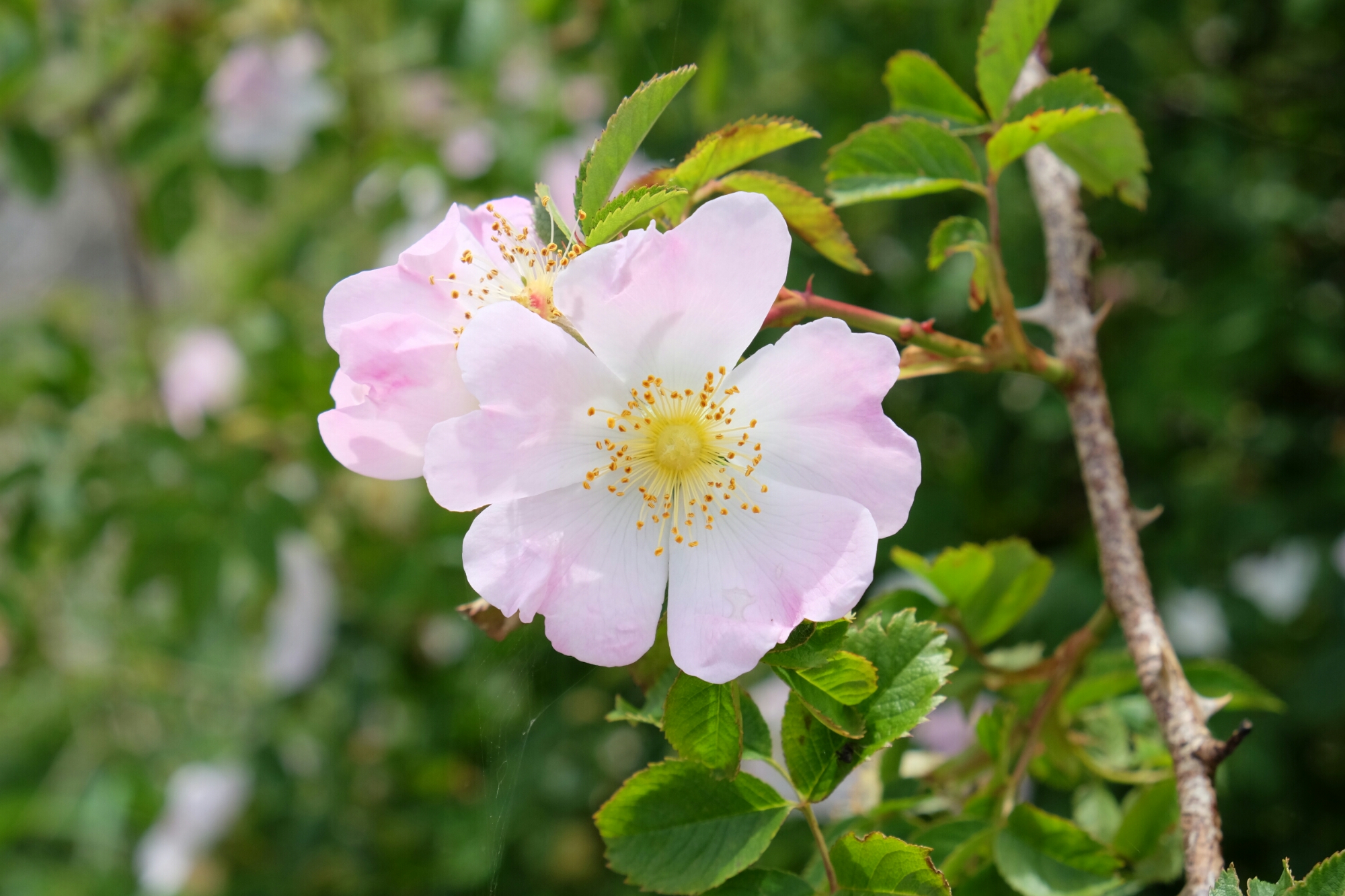 Blüten auf Öland Blüten auf Öland