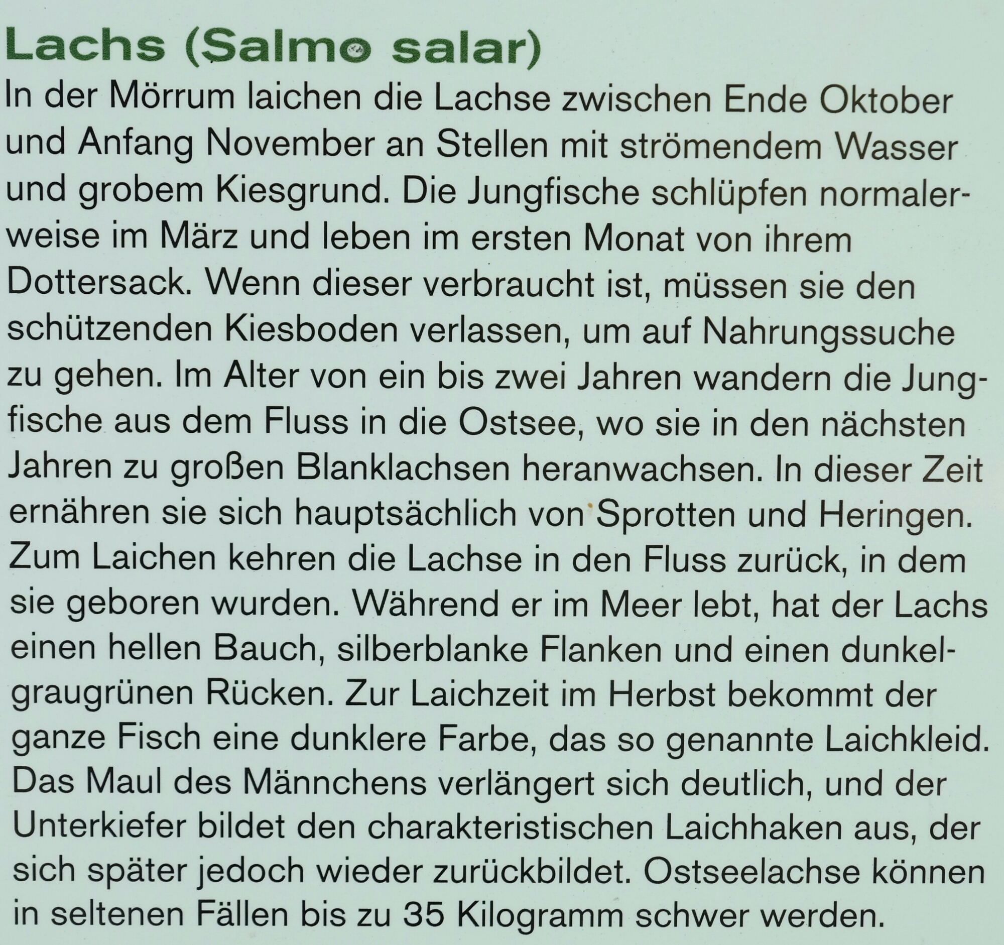 Beschreibung Lachs Beschreibung Lachs