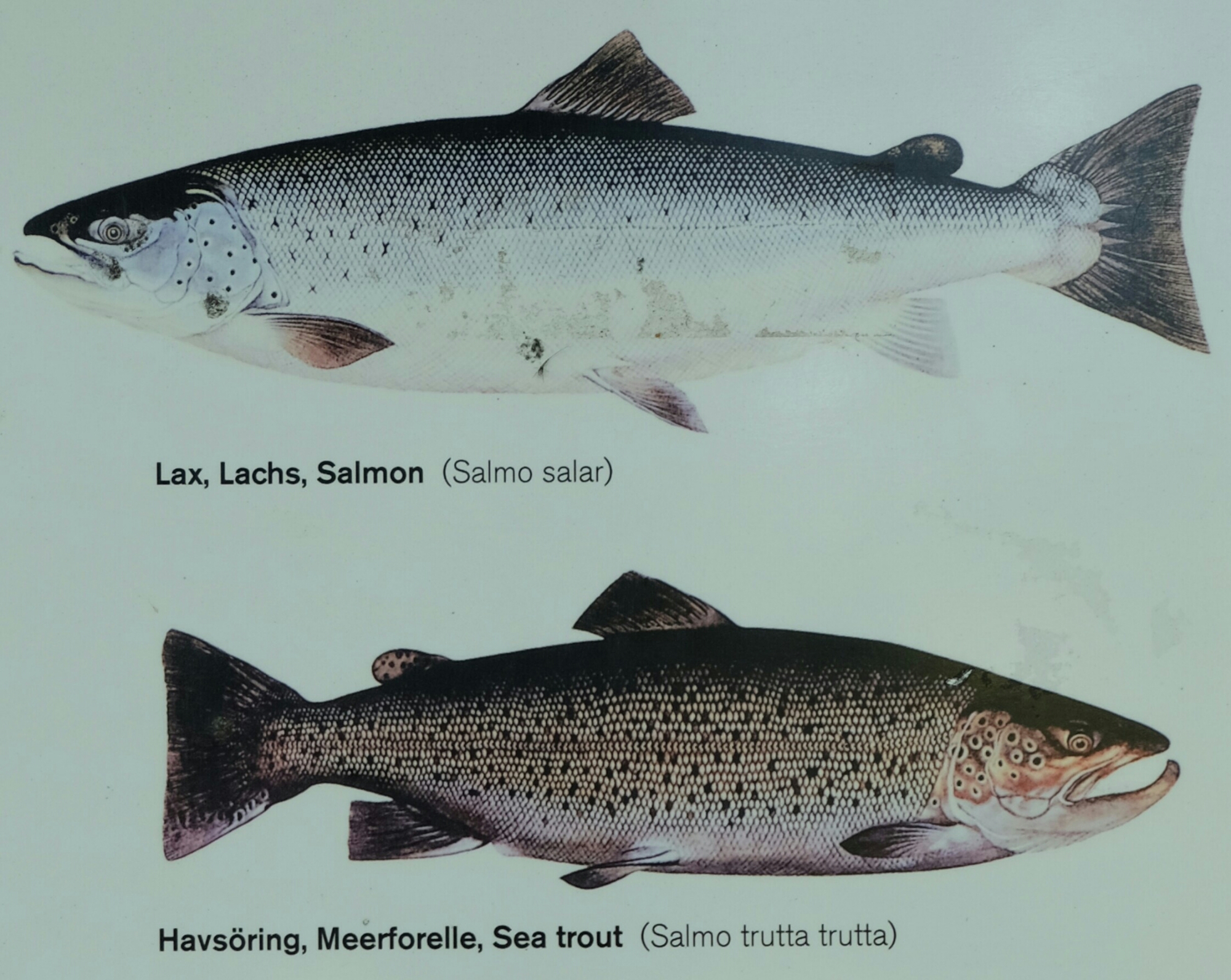 Bilder Lachs und Meerforelle Bilder Lachs und Meerforelle