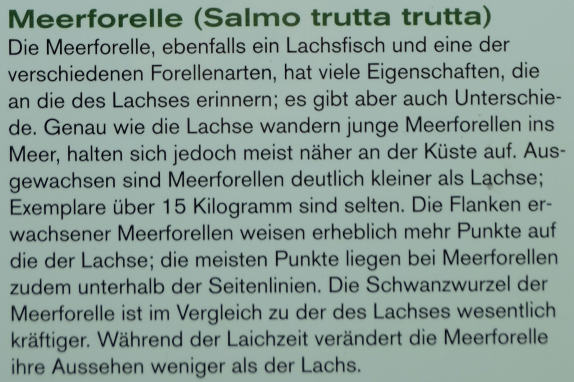 Beschreibung Meerforelle Beschreibung Meerforelle