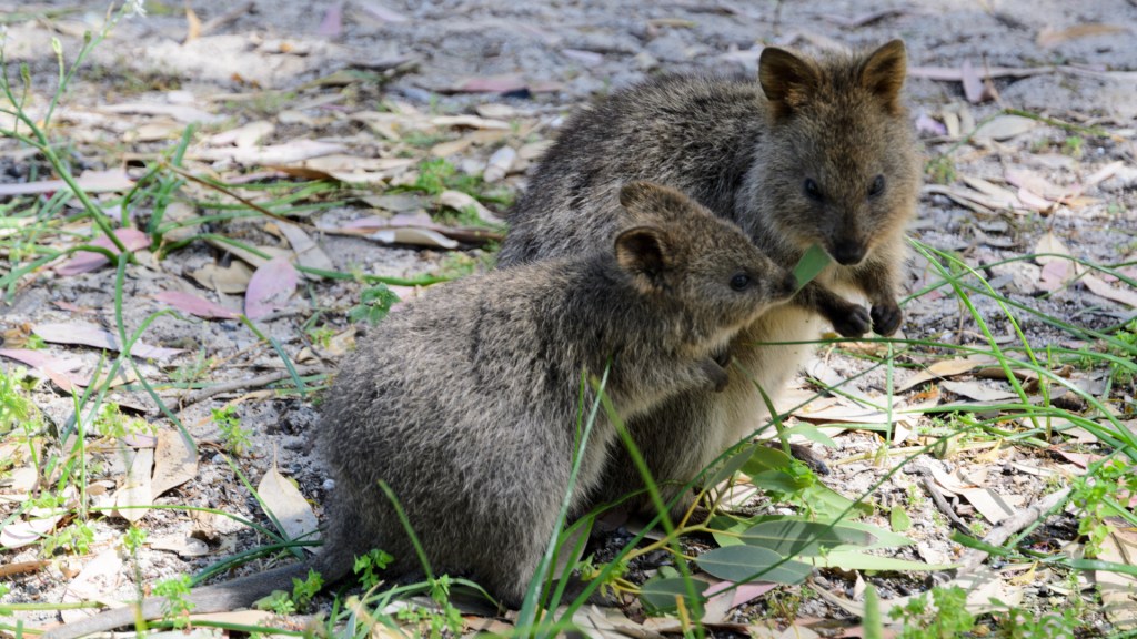 Quokkas – Jöööh!