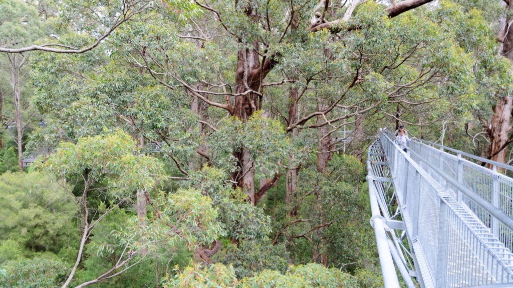 Valley of the Giants