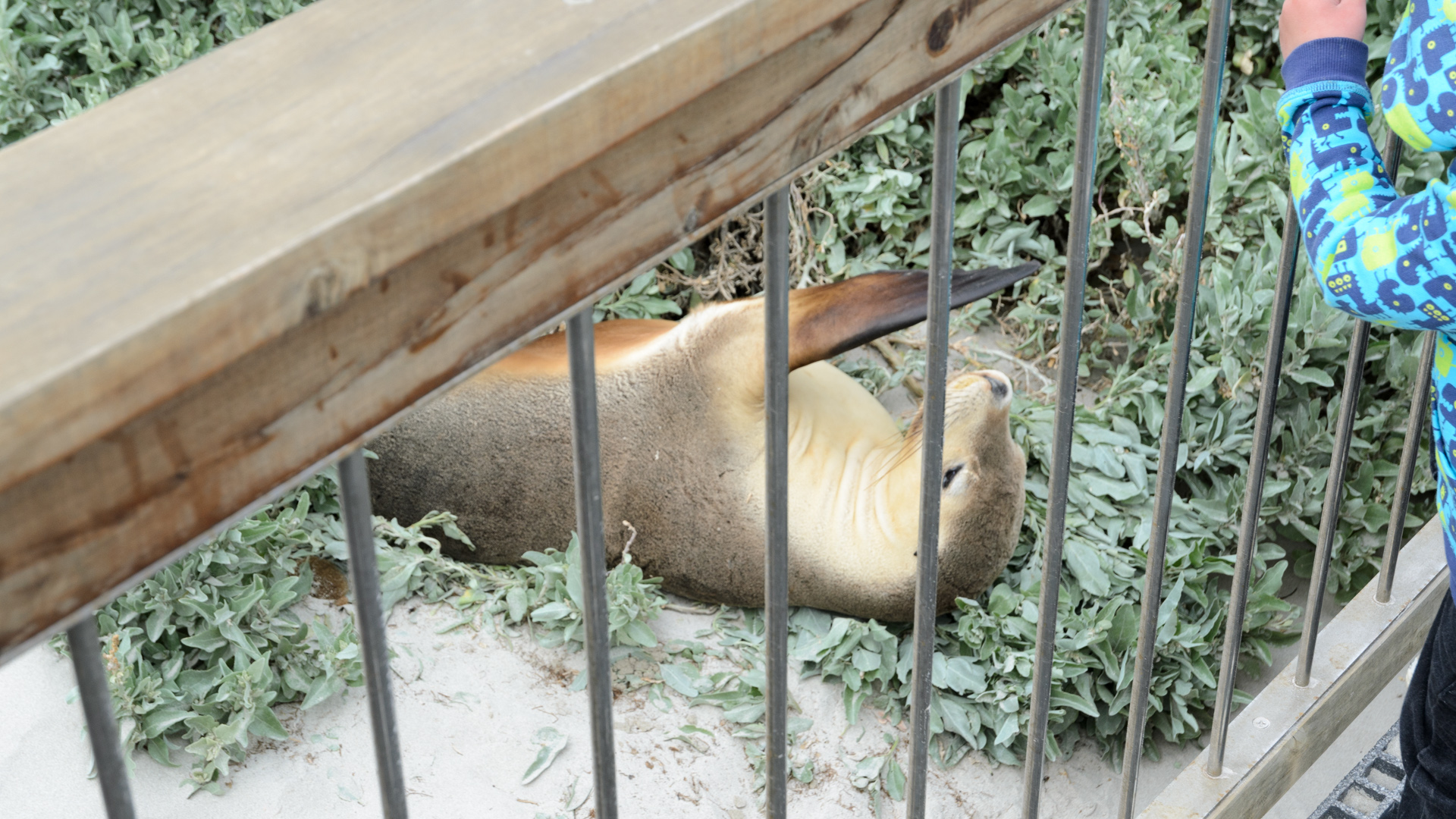 Besuch der Seal Bay am frühen Morgen 20131121 DSC_6268.jpg