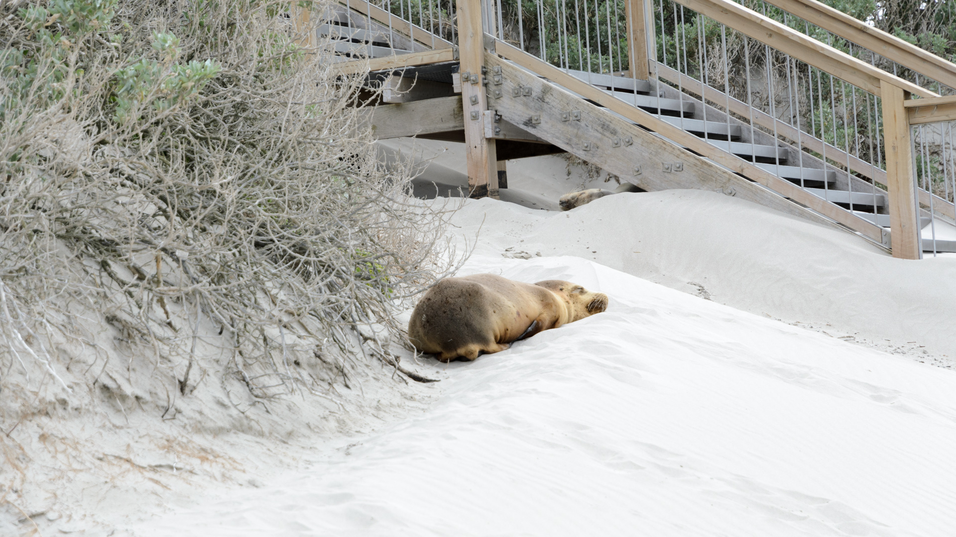 Besuch der Seal Bay am frühen Morgen 0131121 DSC_6274.jpg