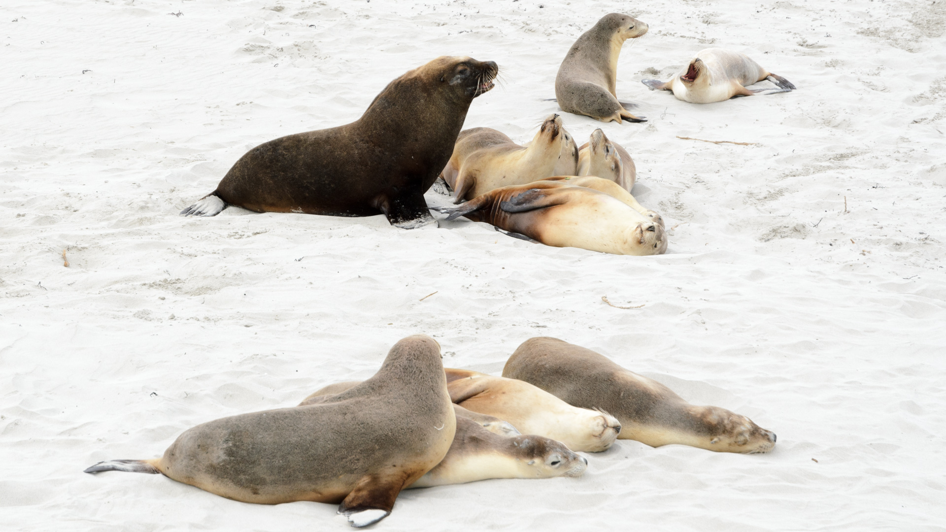Besuch der Seal Bay am frühen Morgen 20131121 DSC_6289.jpg