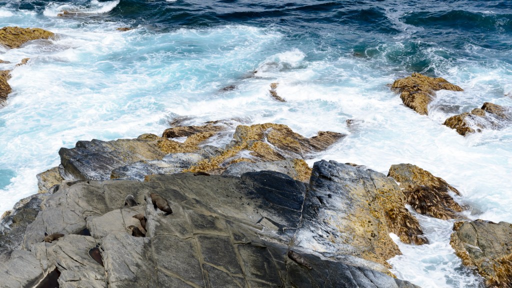 New Zealand Fur Seals am Admiral’s Arch