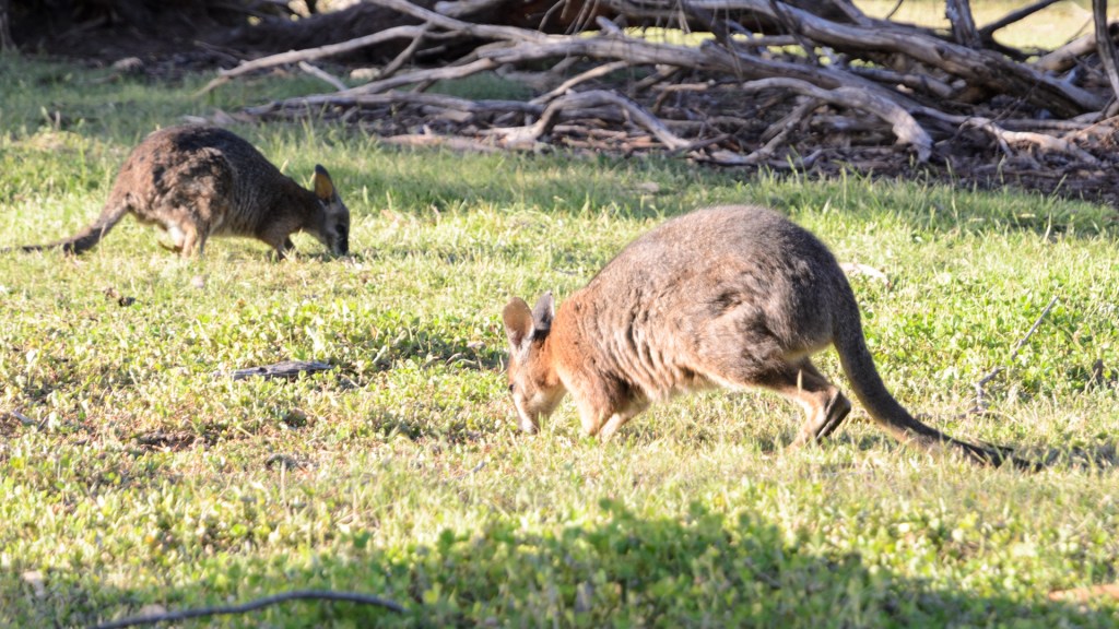 Faszinierende Tierwelt auf Kangaroo Island