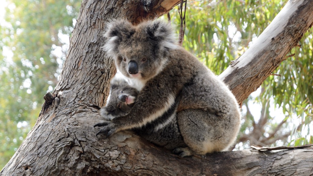 Koala-Mum im Schlaf gestört