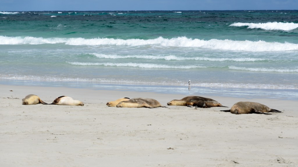 Australische Seelöwen, die sich nicht im Schlaf stören lassen