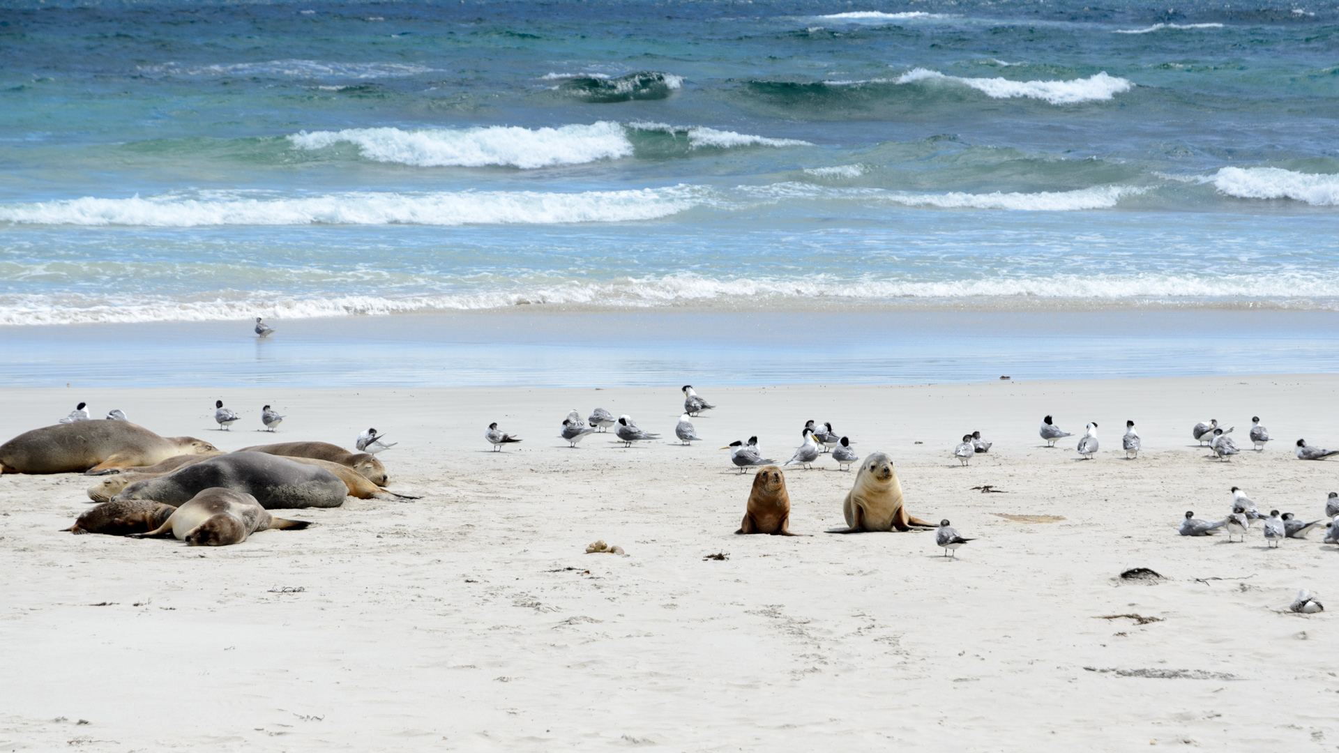 Seelöwenbabies beim Spielen 20131122 DSC_6821.jpg