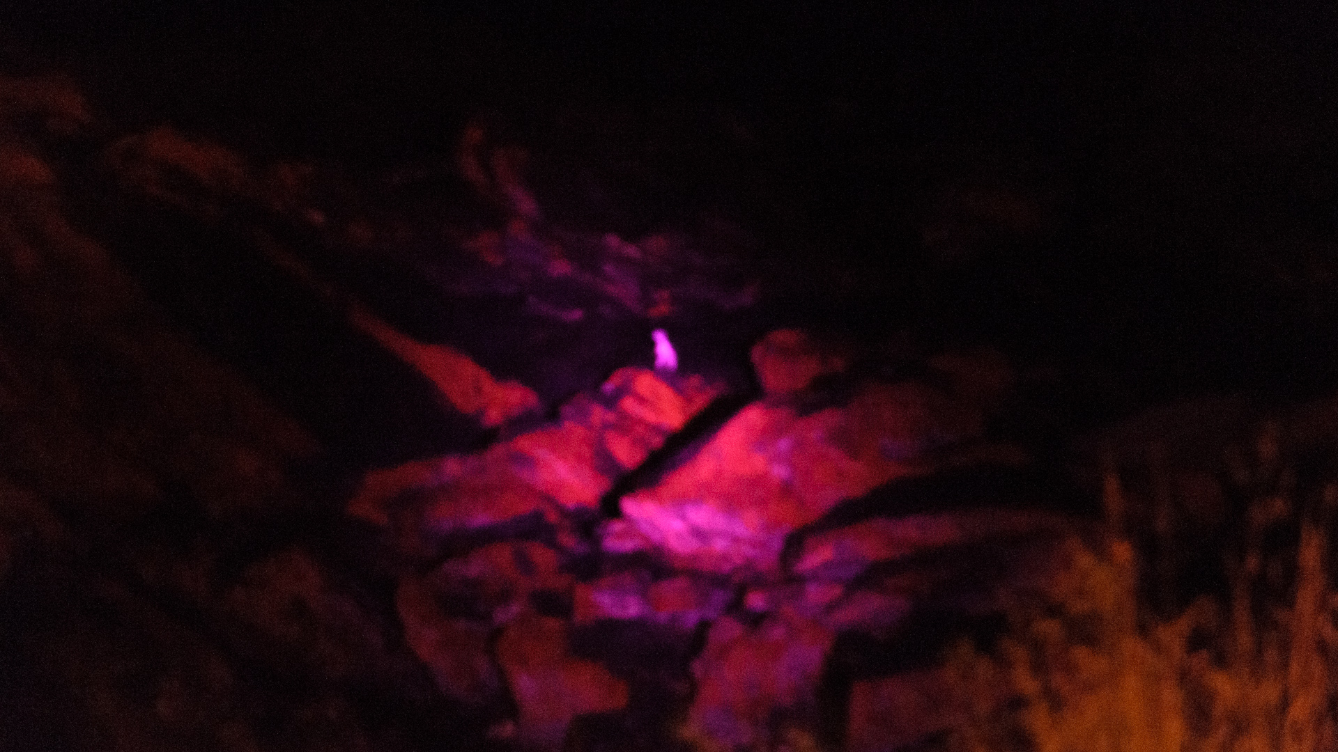 Ein Little Penguin! 20131122 DSC_6869.jpg