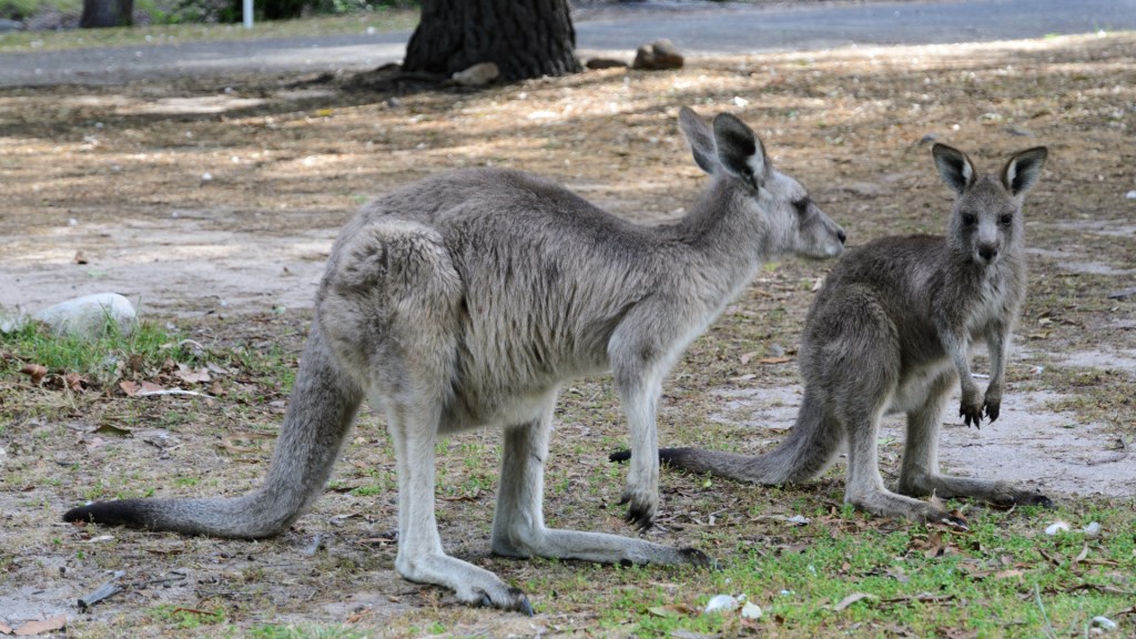 Tierischer Besuch im Campground Halls&nbsp;Gap