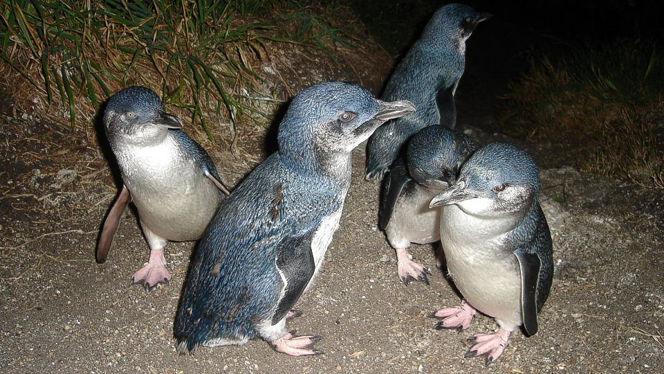 Die gross(artig)e Parade der Kleinen Pinguine